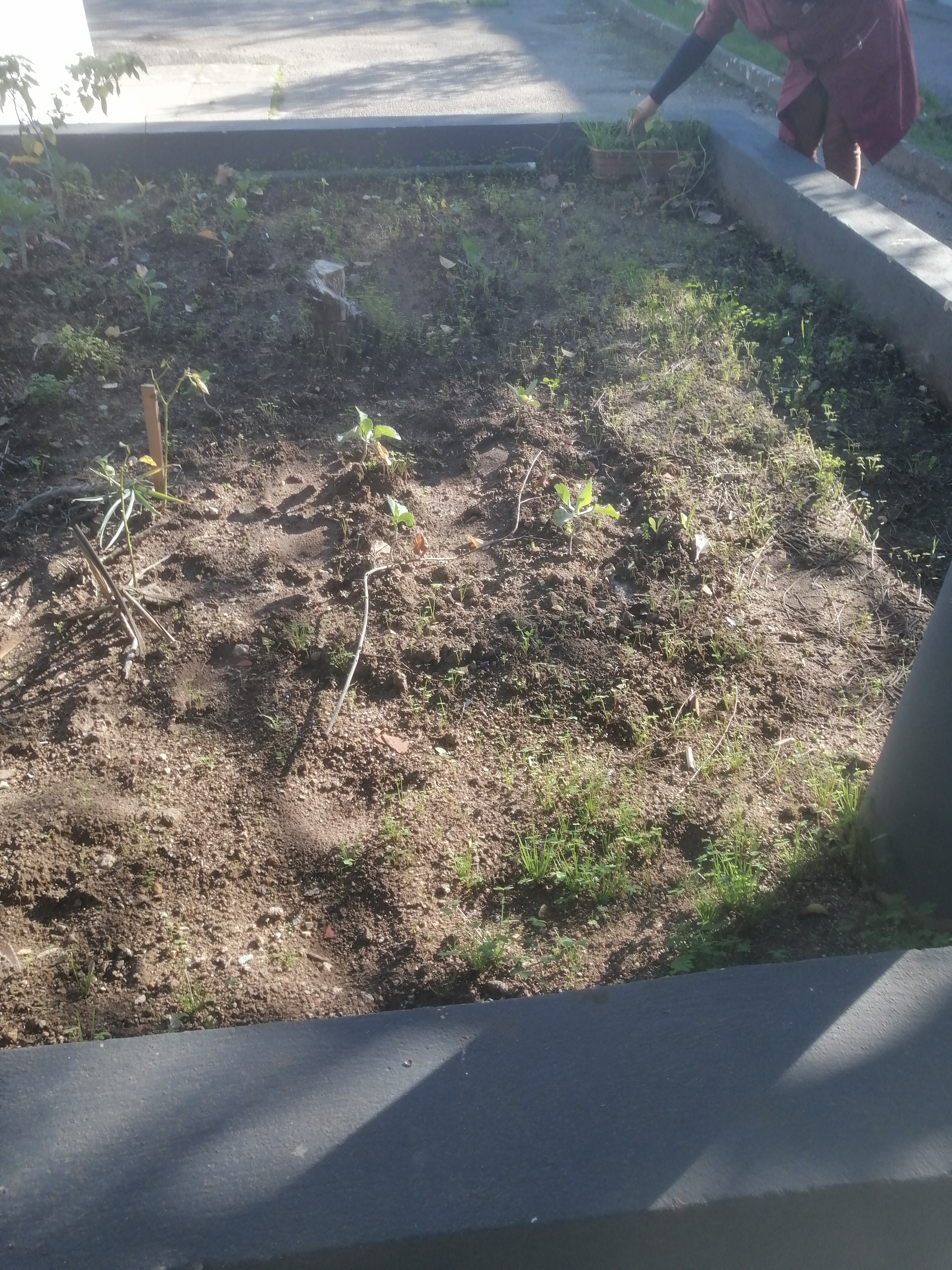 A nossa horta em Dezembro