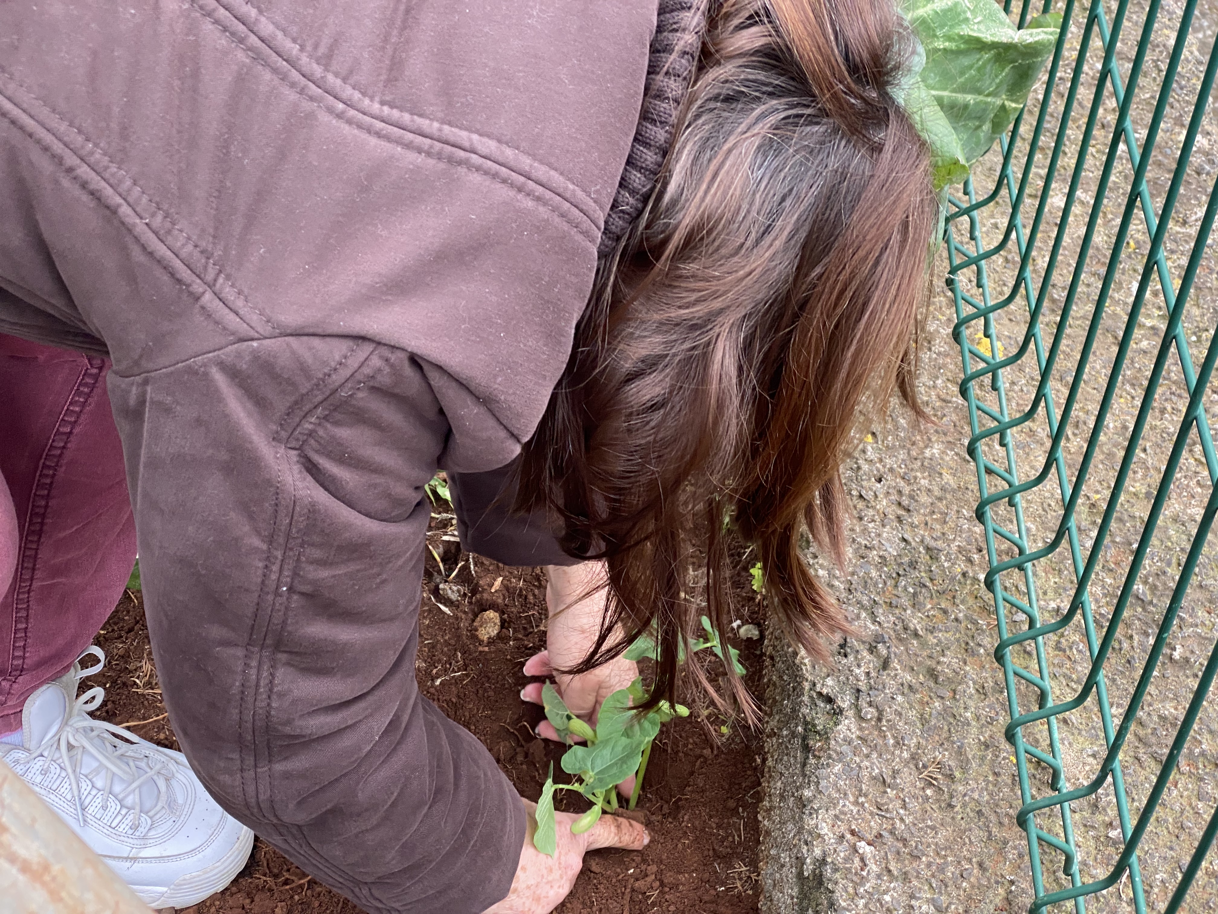 Plantamos os feijões