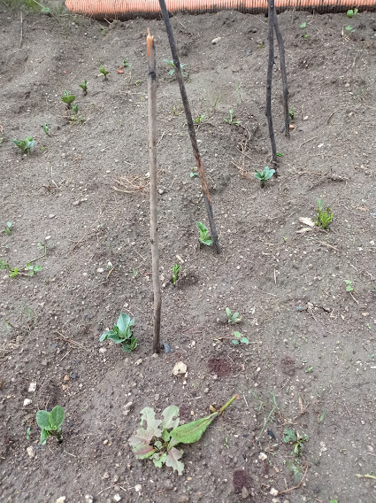 A nascer favas