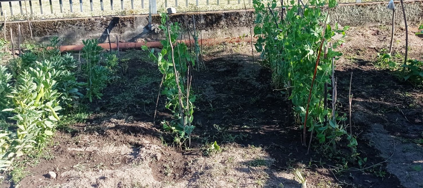 Favas e ervilhas de quebrar - antes da 1ª colheita