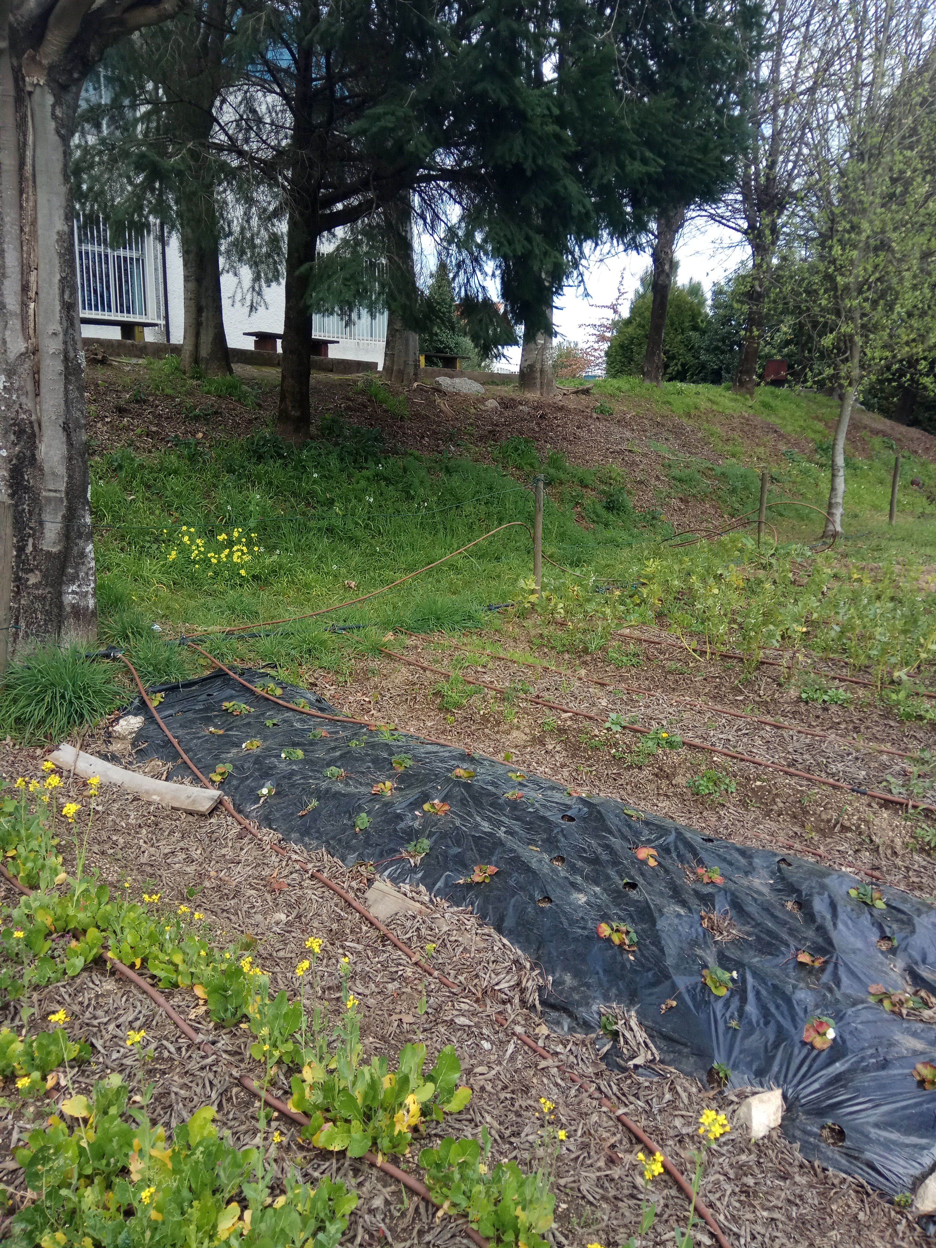Vista dos morangos plantados.