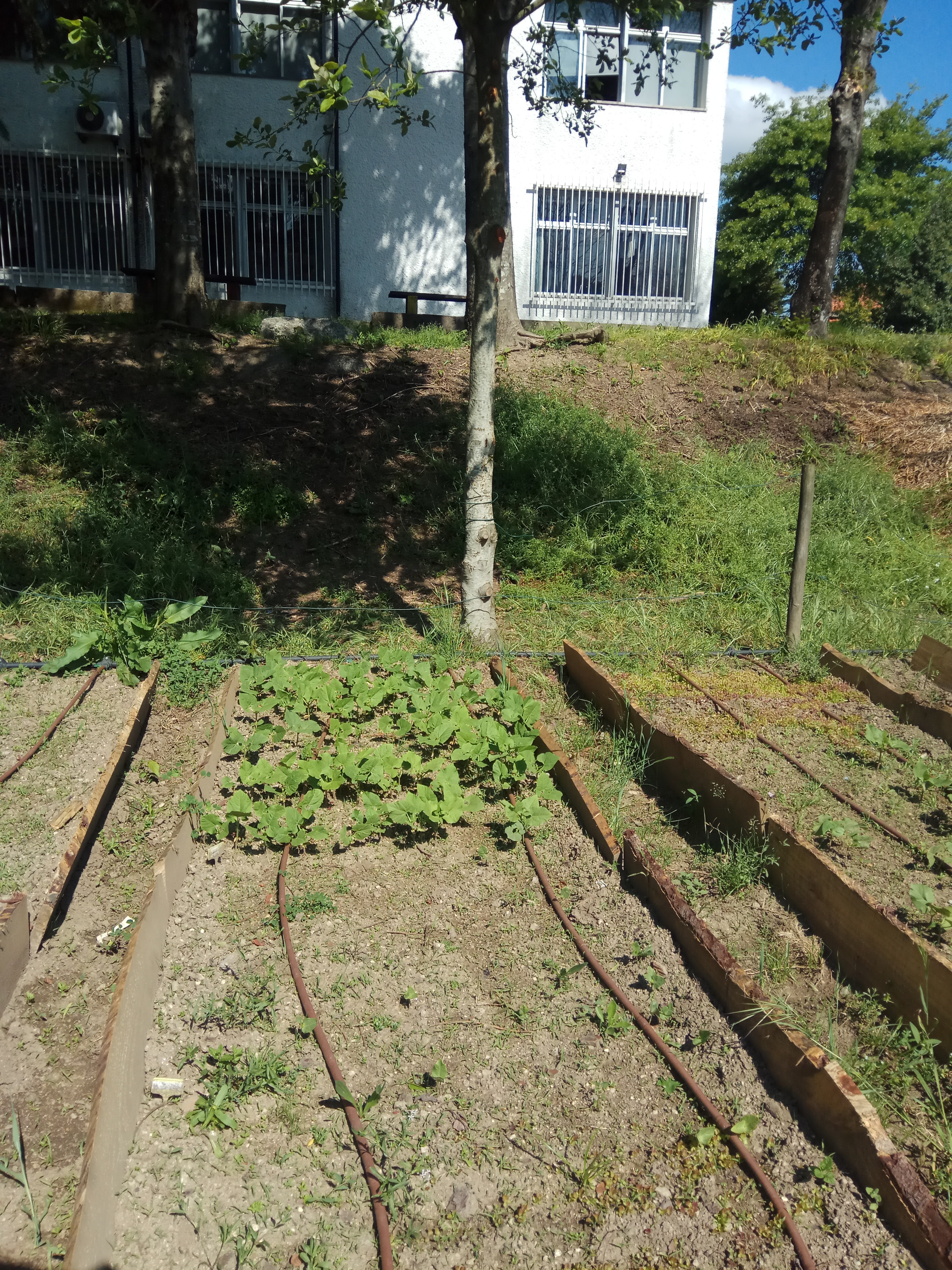 Num só canteiro: plantação e sementeira.