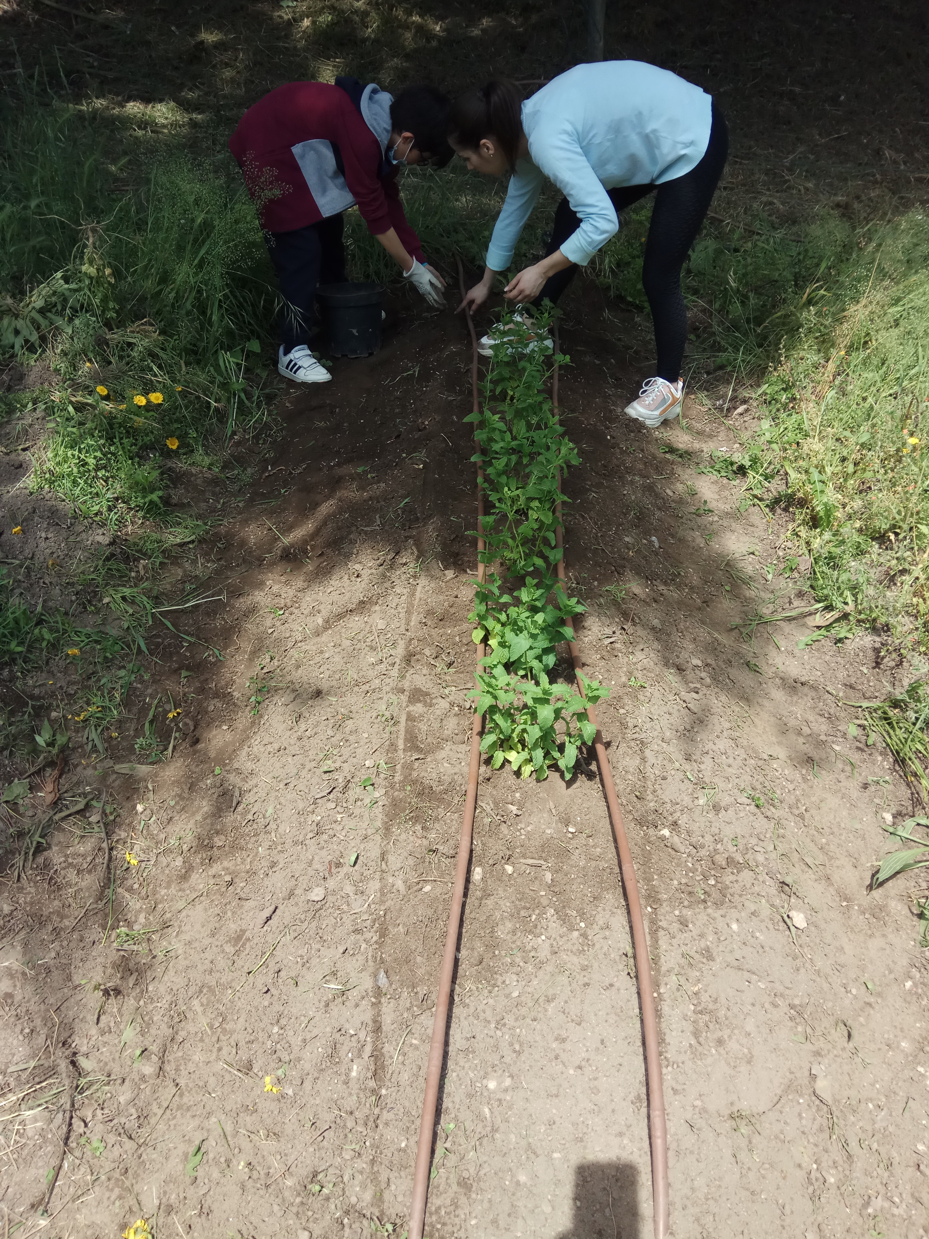 Clube do Ambiente: plantações.