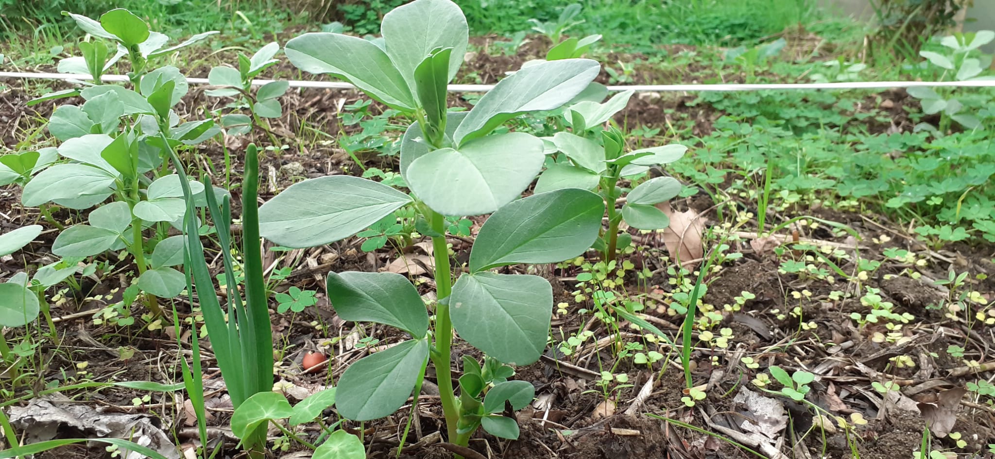 Fava-ratinha