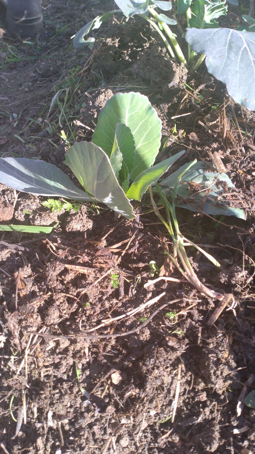 Plantação de couve-coração