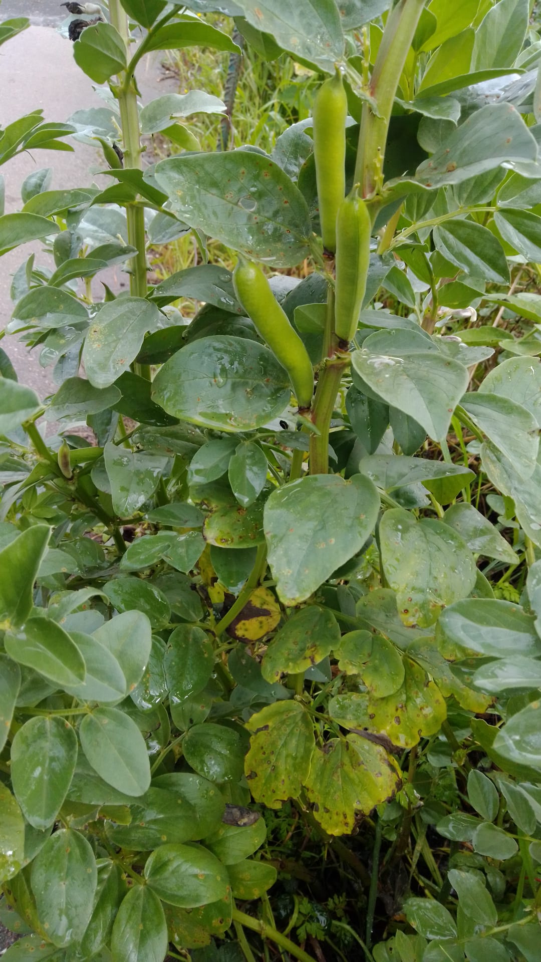 favas