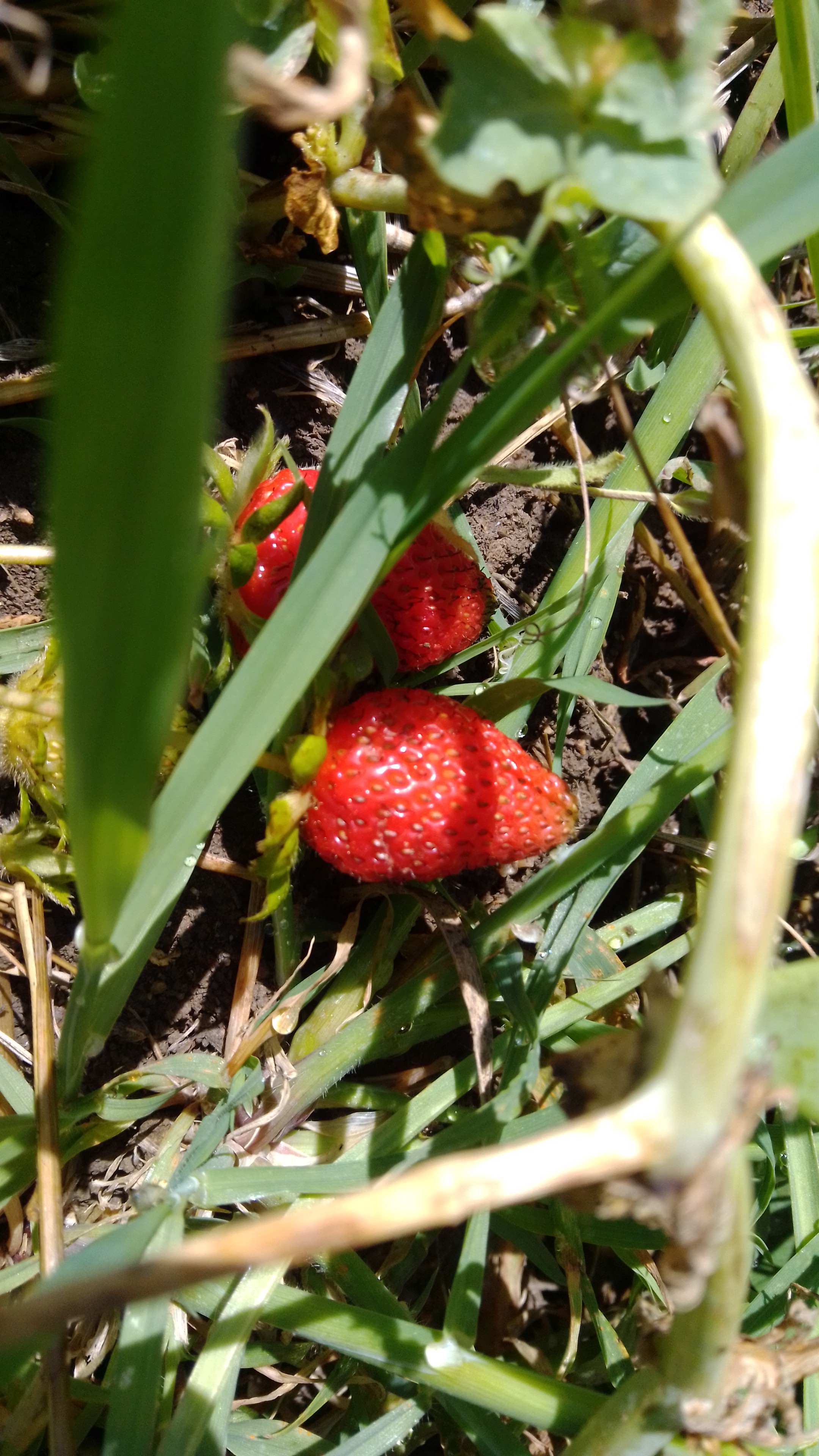 Morangos