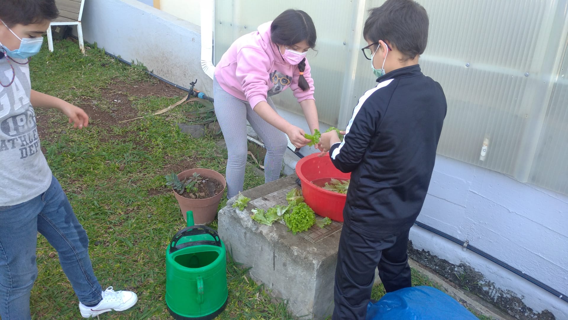 Os alunos do 3º e 4º anos a lavar alfaces.