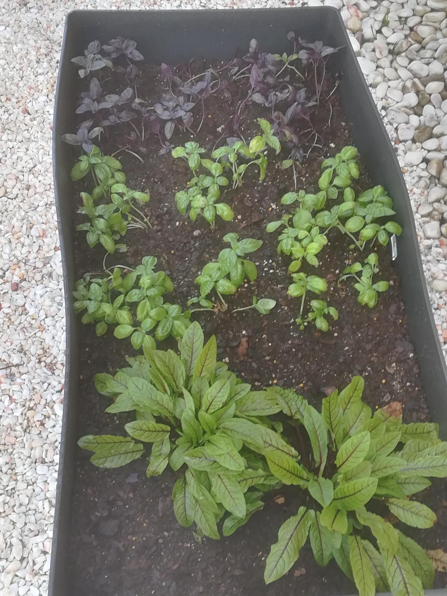 Detalhe das aromáticas
