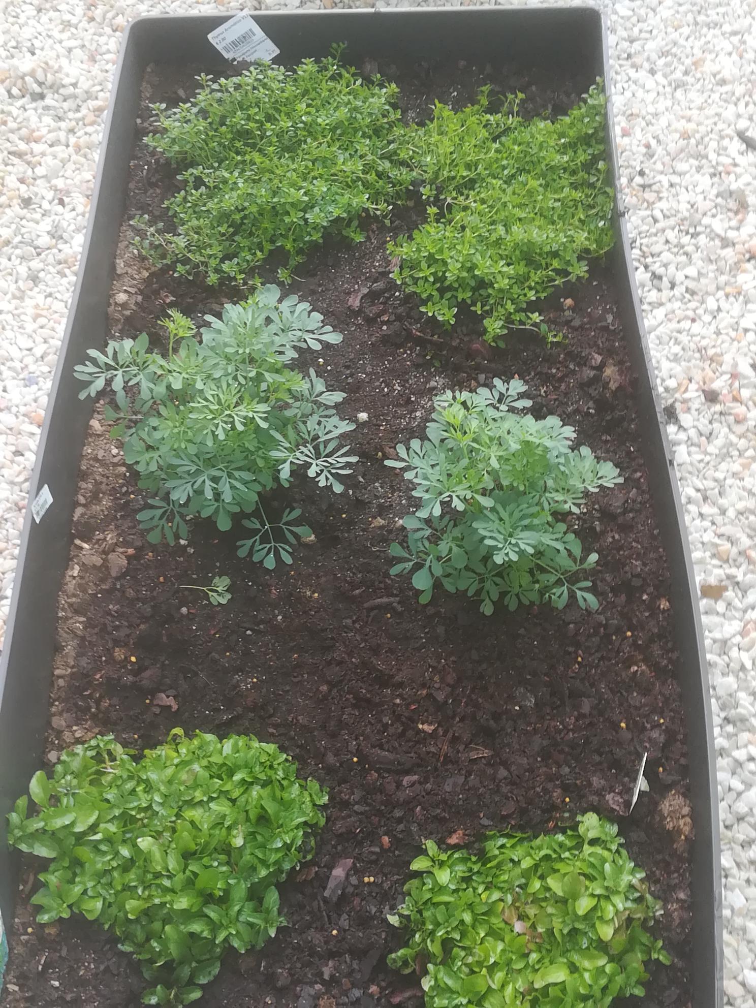 A nossas aromáticas já a crescer