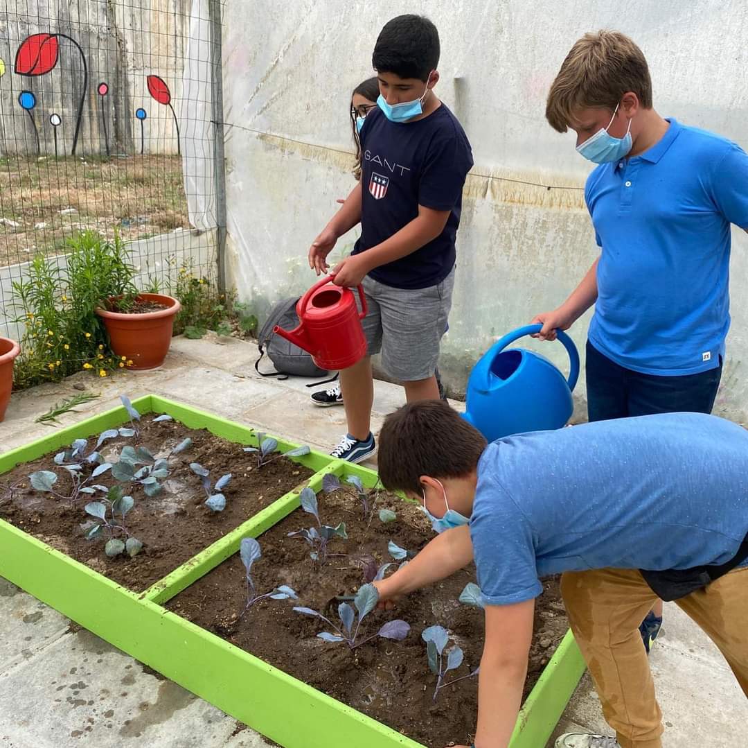 Plantação de couves.