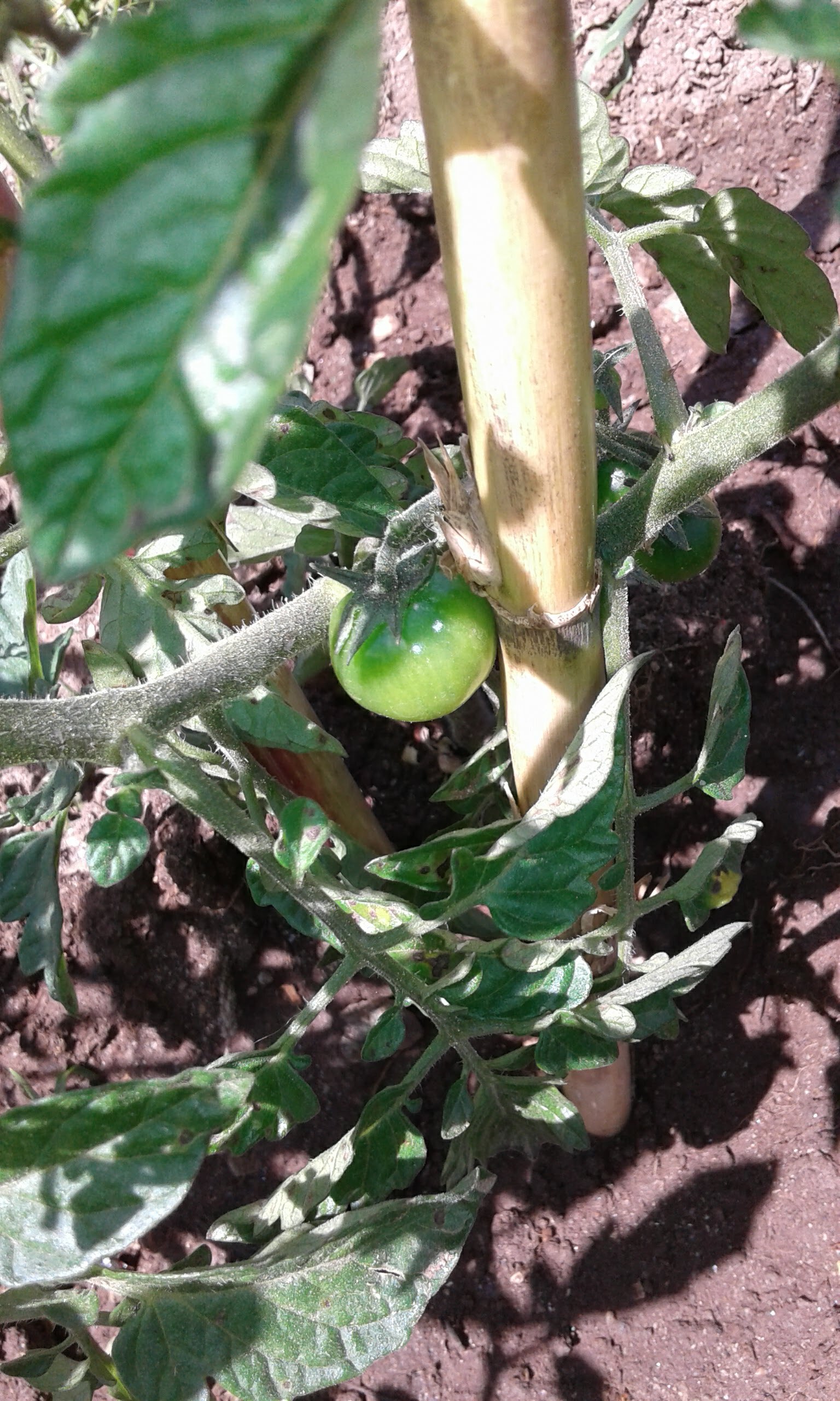 Primeiros tomates