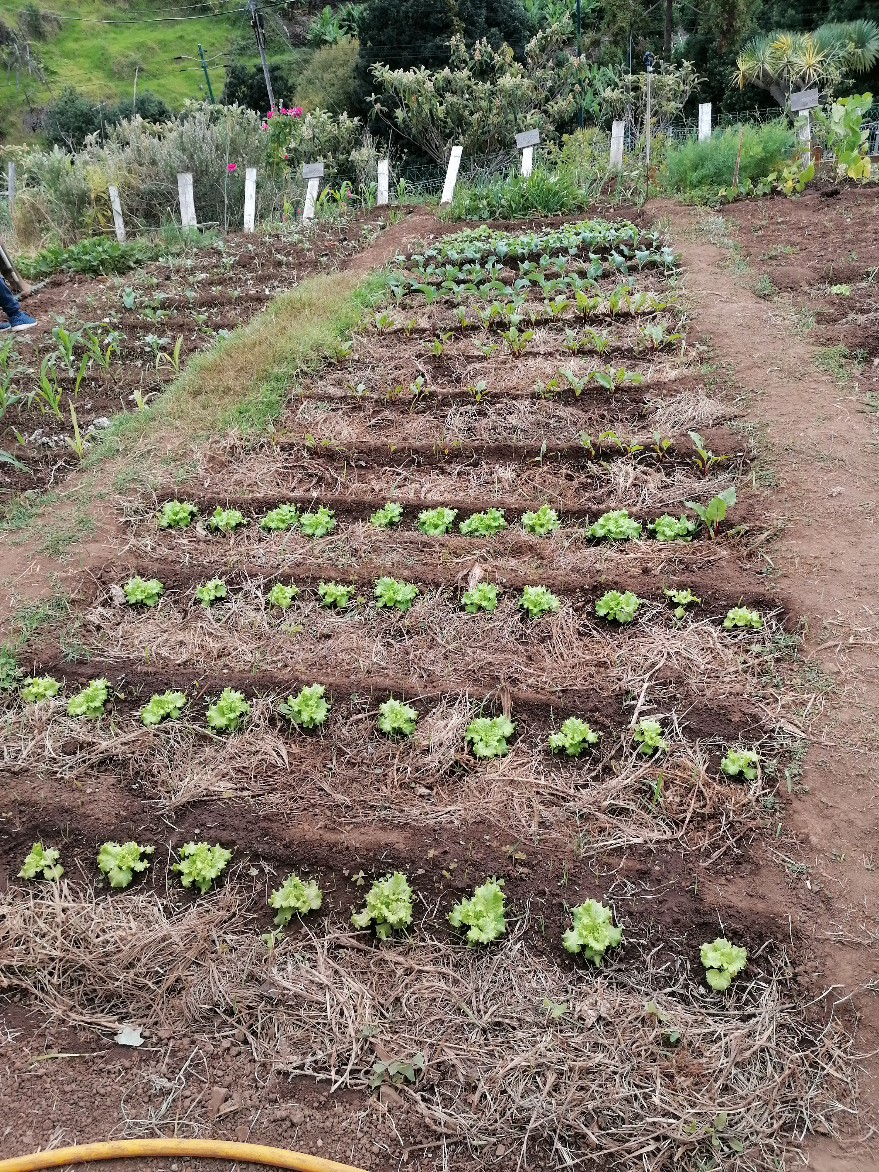 Crescimento das plantas