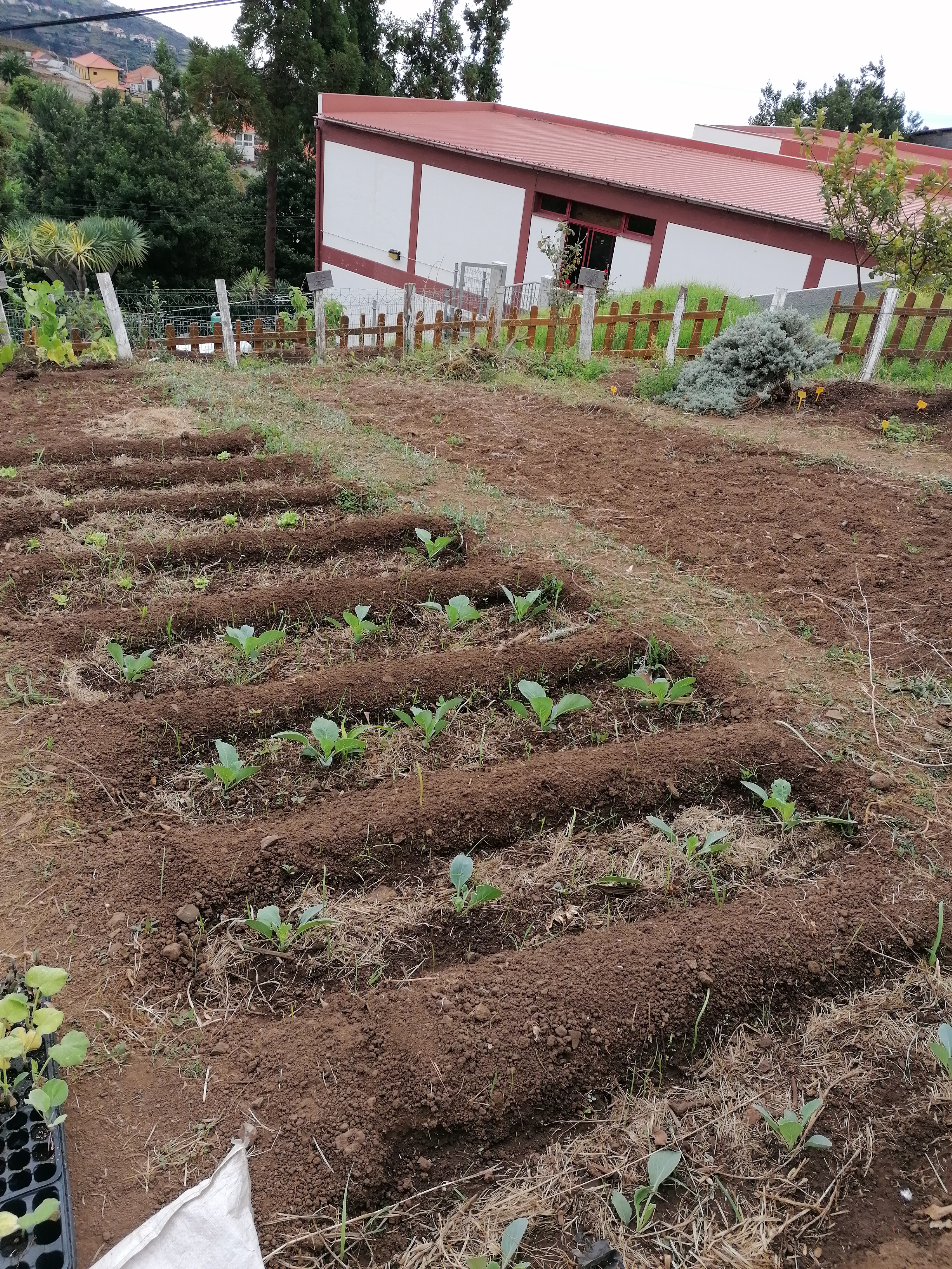 Horta toda cultivada.