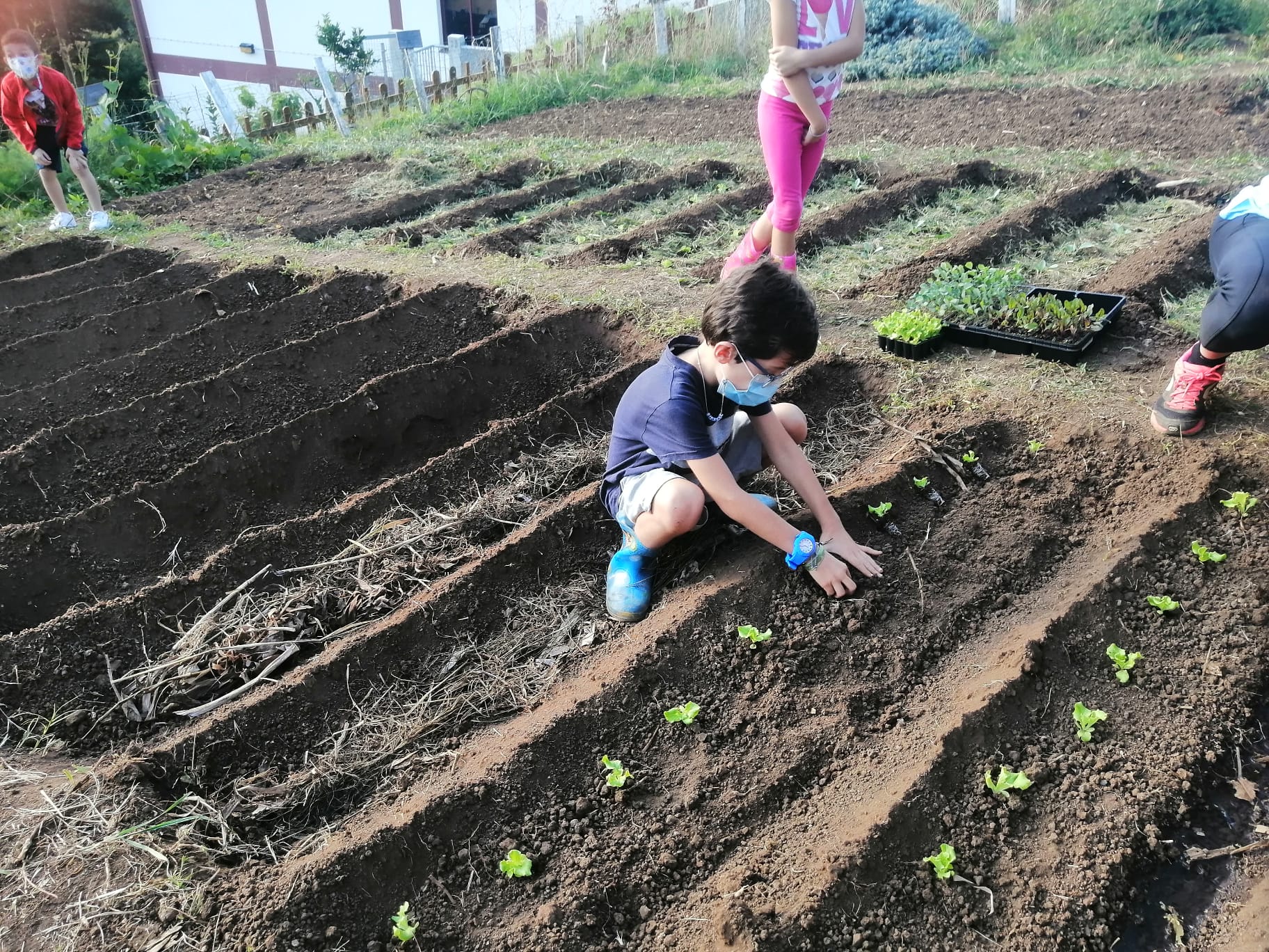Primeiras plantações...alface, rabanetes..