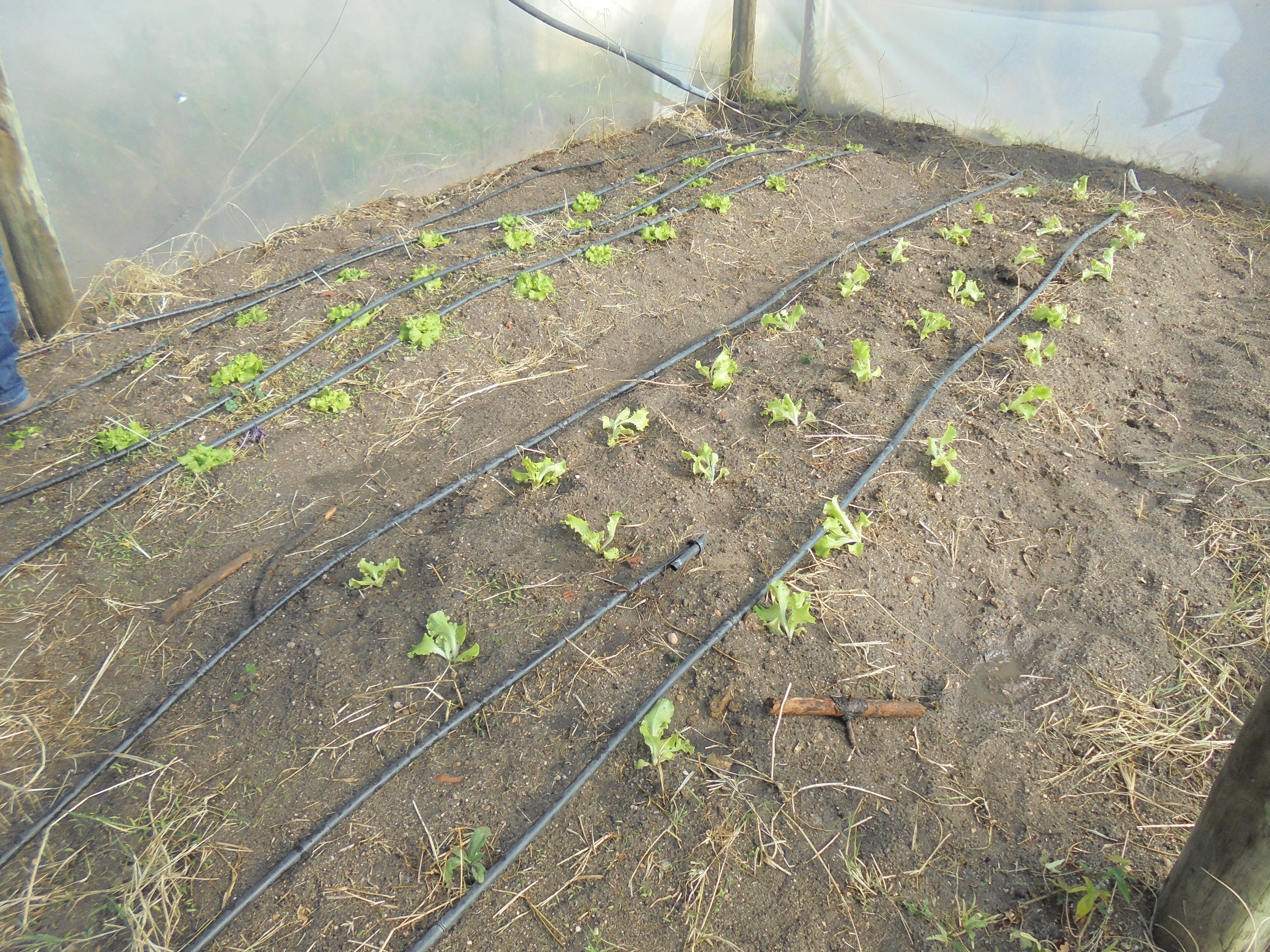 Plantação de alfaces.