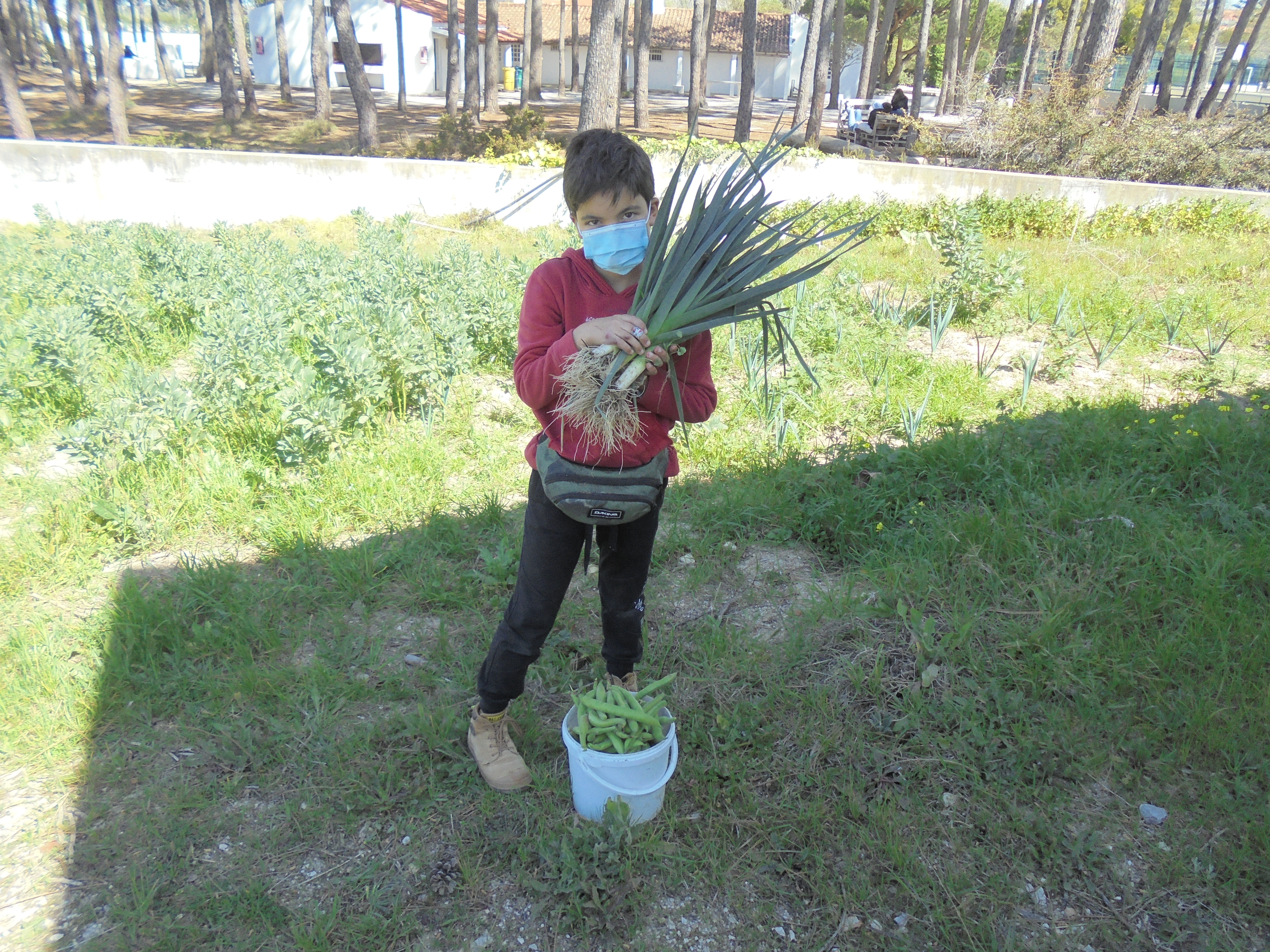 Um jovem voluntário com um ramalhete de alho francês e um balde de favas.