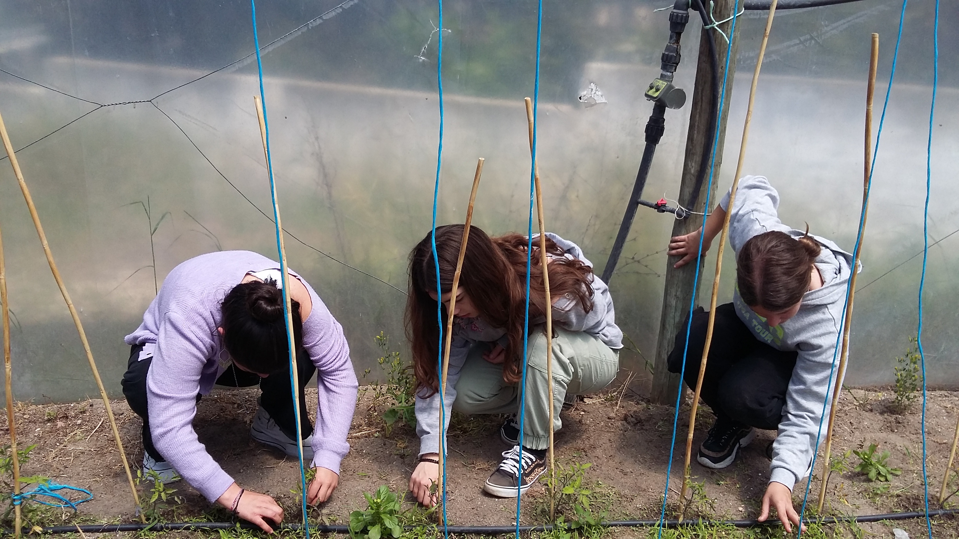 Trabalhos de manutenção da plantação de tomates