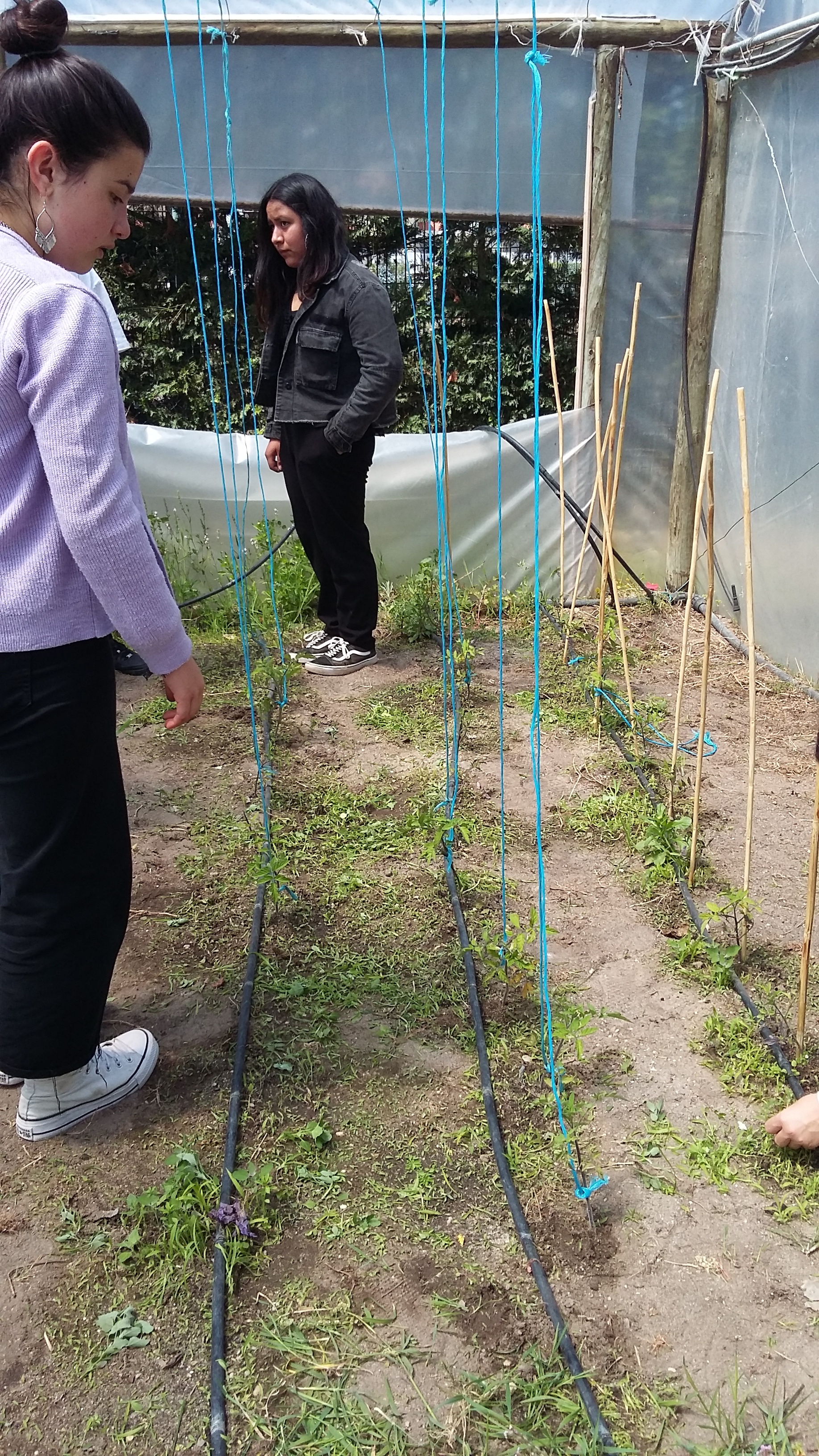 Trabalhos de manutenção da plantação de tomates