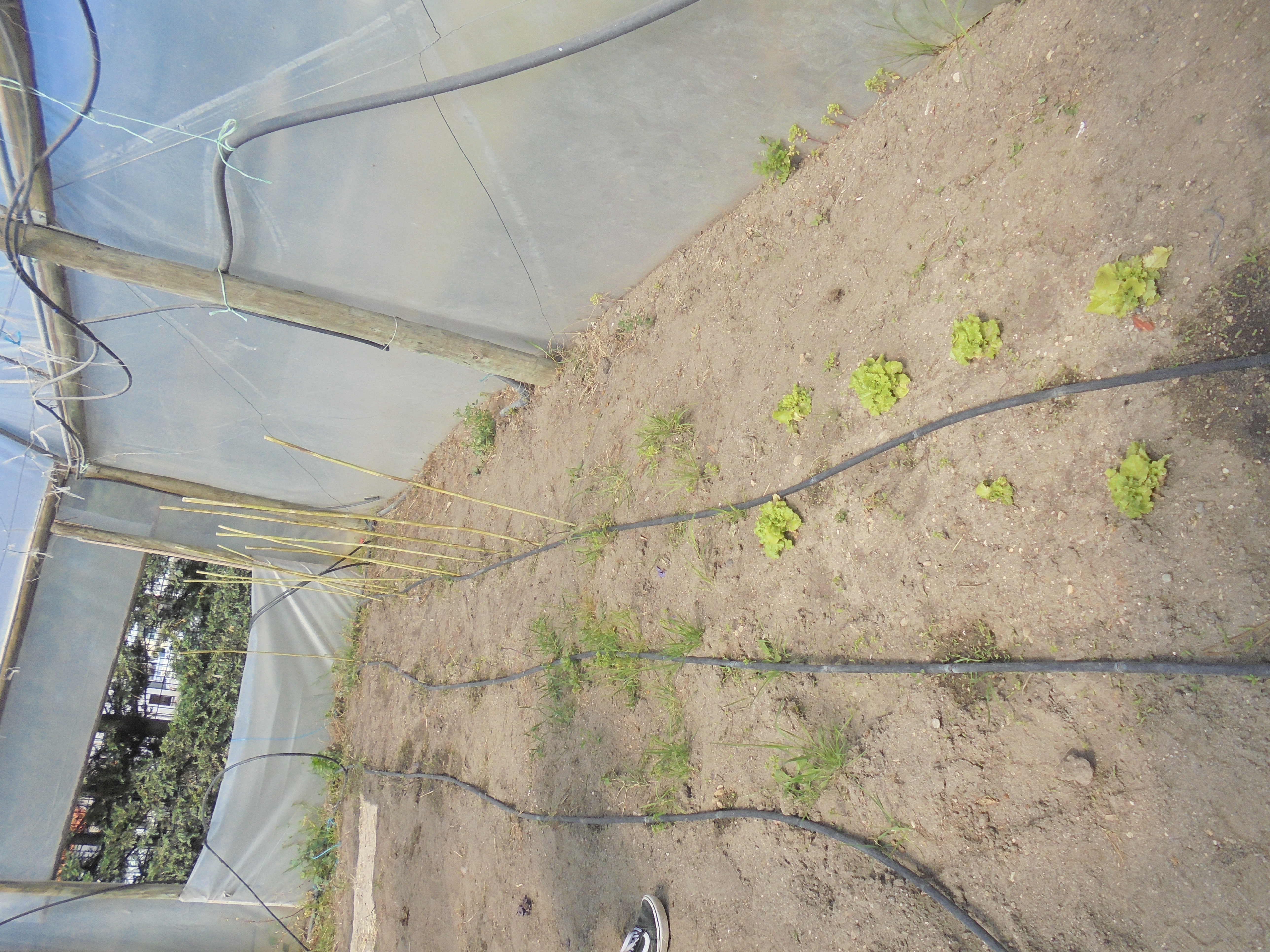 Preparação da estufa para a plantação de tomates