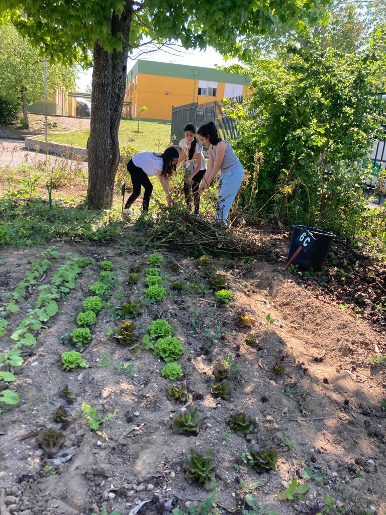 Apanha da palha das favas para colocar no compostor
