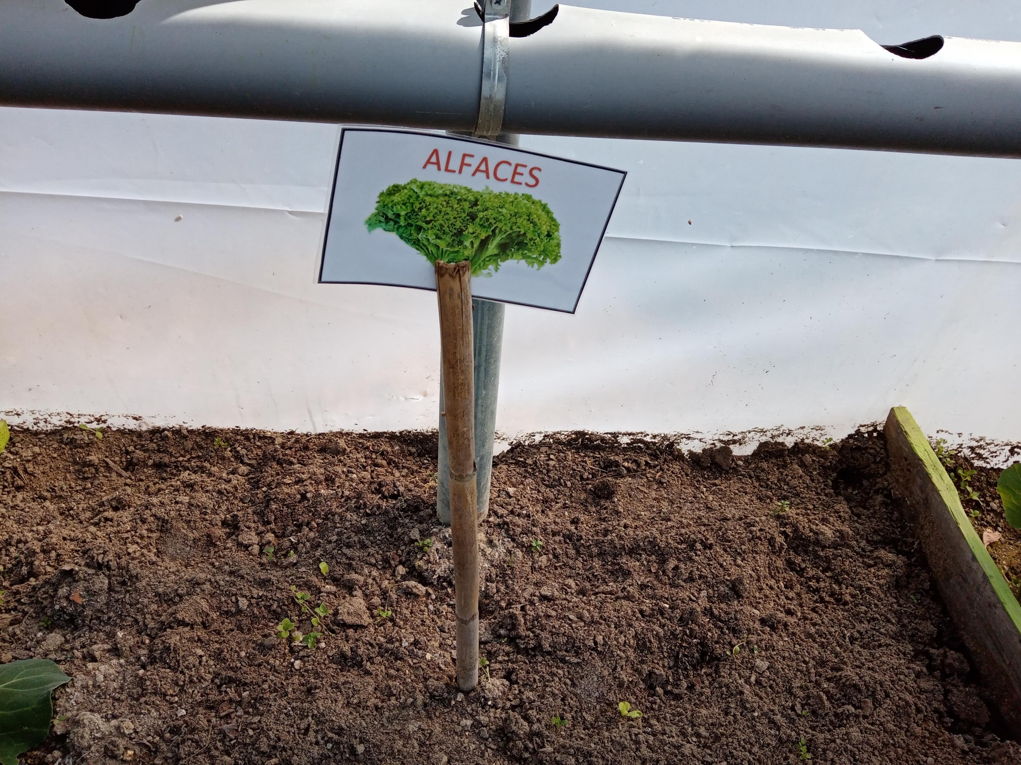 A nossa horta biológica foi plantada em conjunto com os alunos e apoio das nossa auxiliares. Os produtos hortícolas obtidos, serviram para complementar as nossa refeições e irão servir para o Mercadinho de Verão.