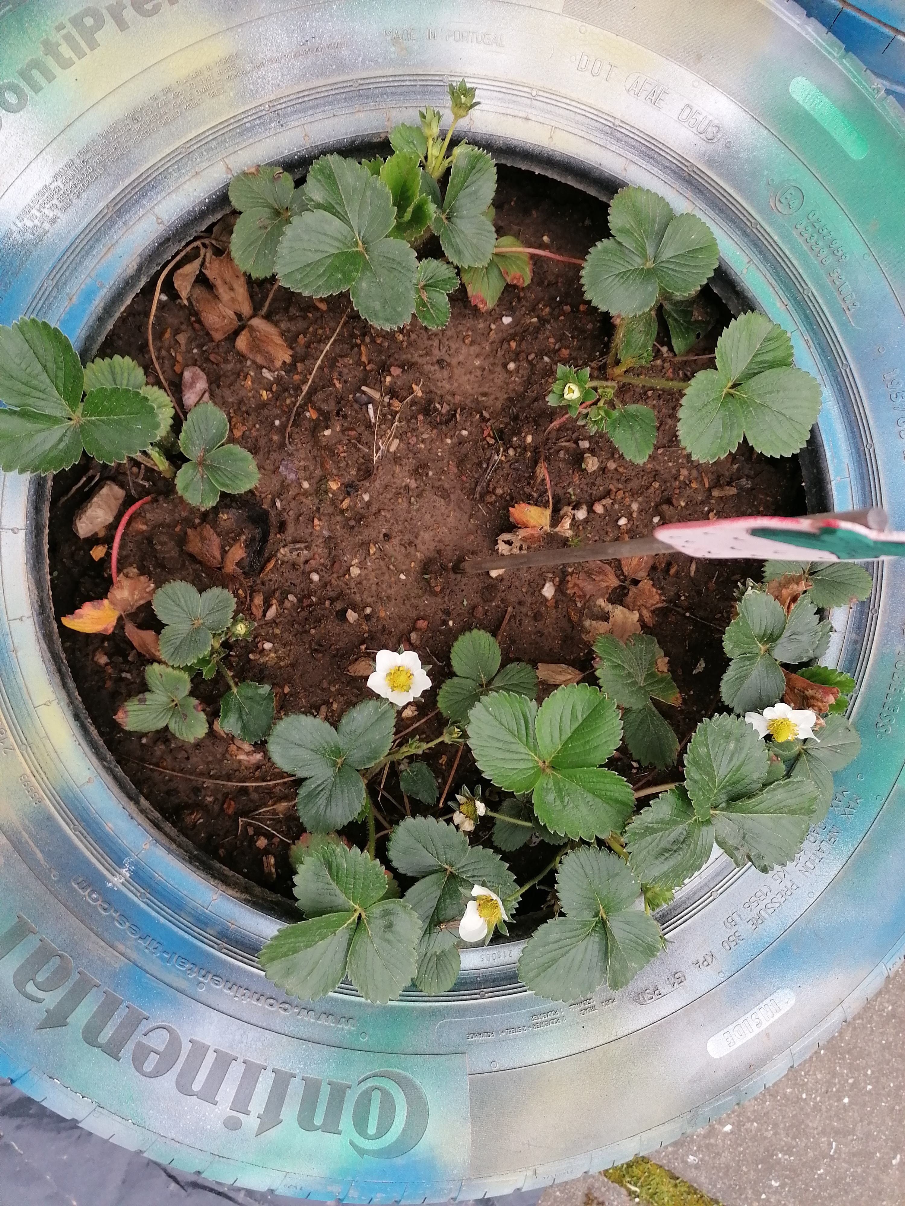 plantação de morangueiro e observação do seu desenvolvimento