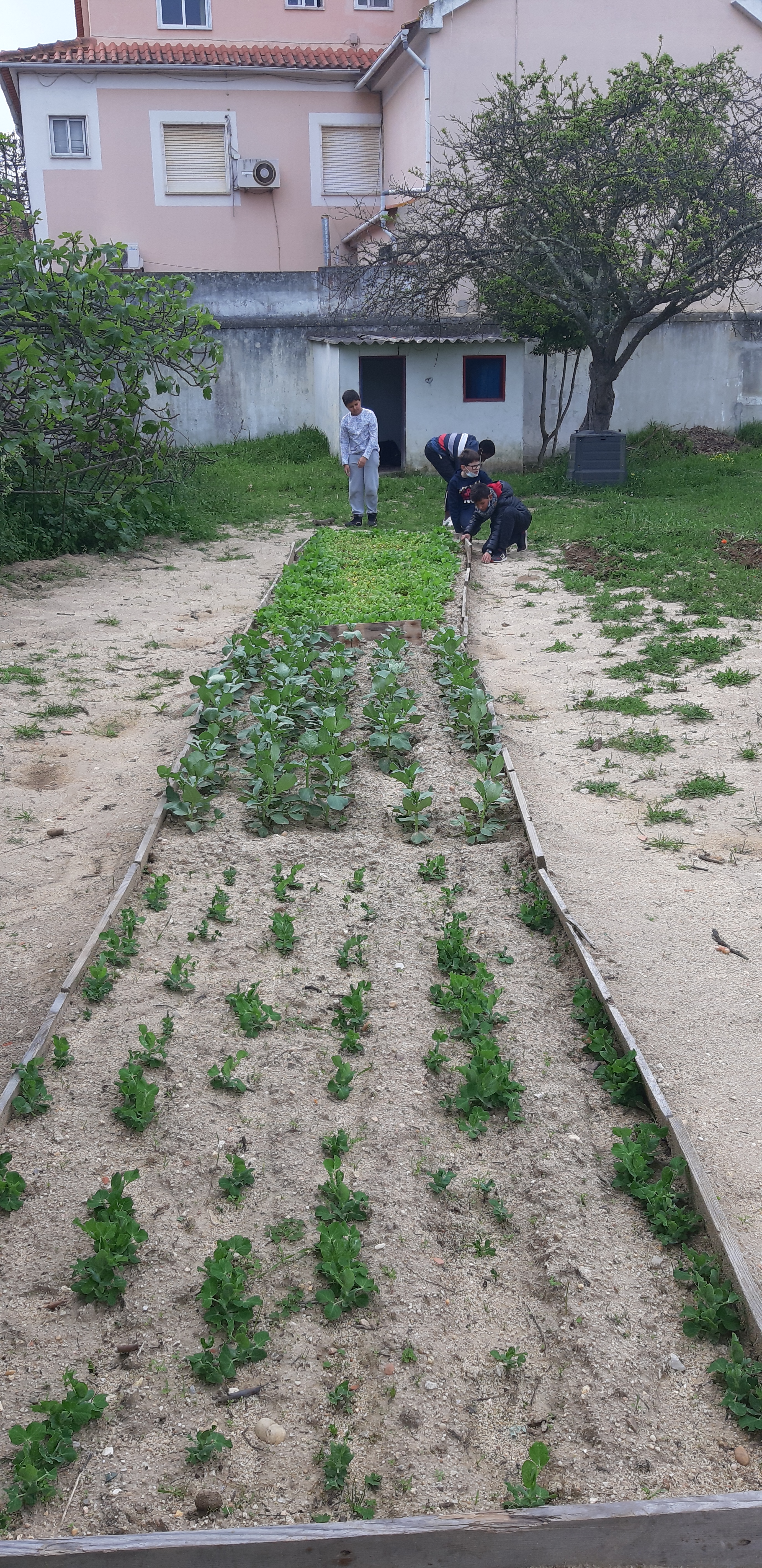 A turma do 5.ºF já começou a ver as suas plantas a nascer.
Estão muito entusiasmados.
Todas as semanas limpam os canteiros, retirando as ervas, regam e já pedem para fazer um novo canteiro.
