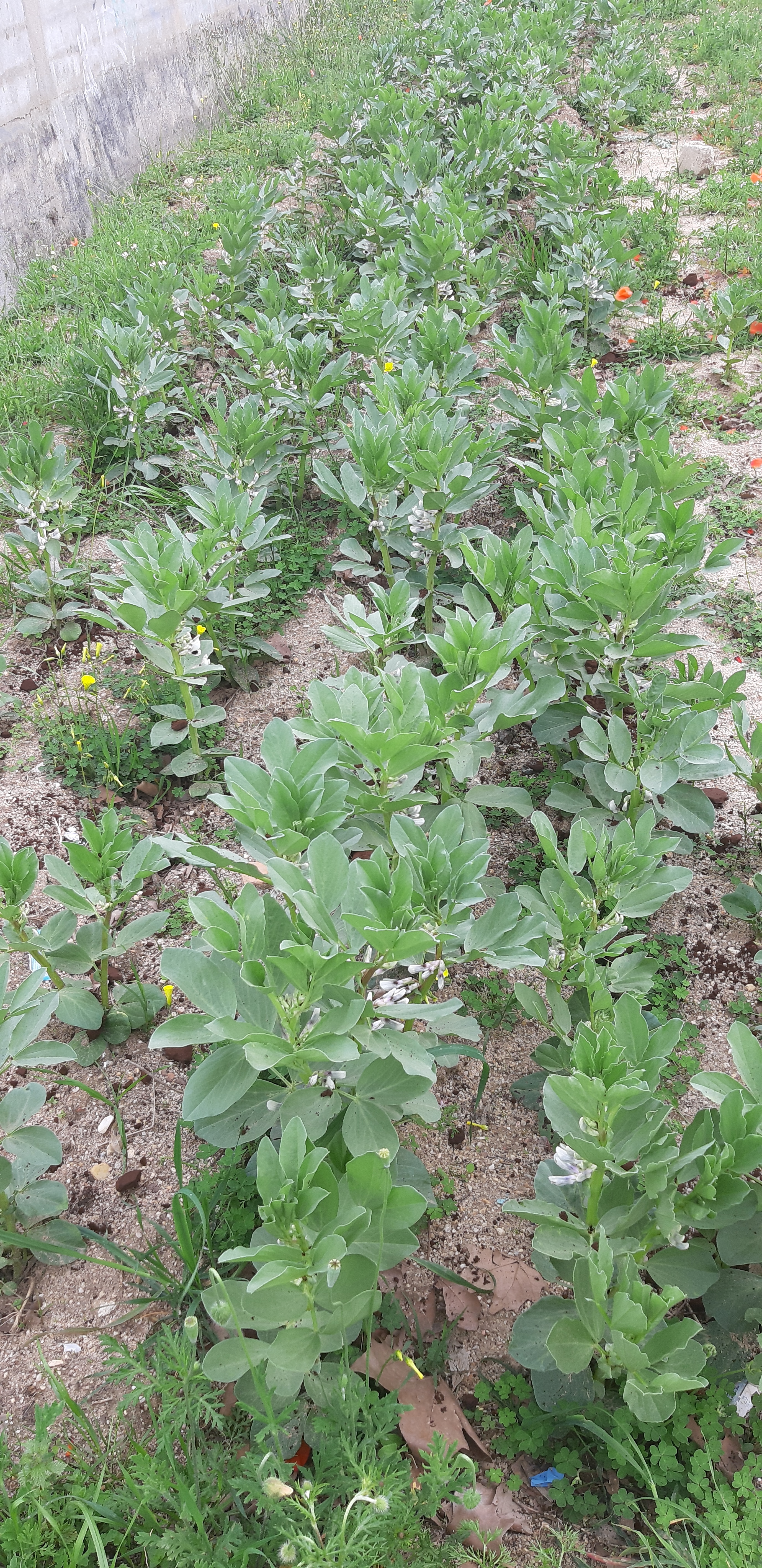 As favas da turma do 7 ano também estão já bem crescidas.