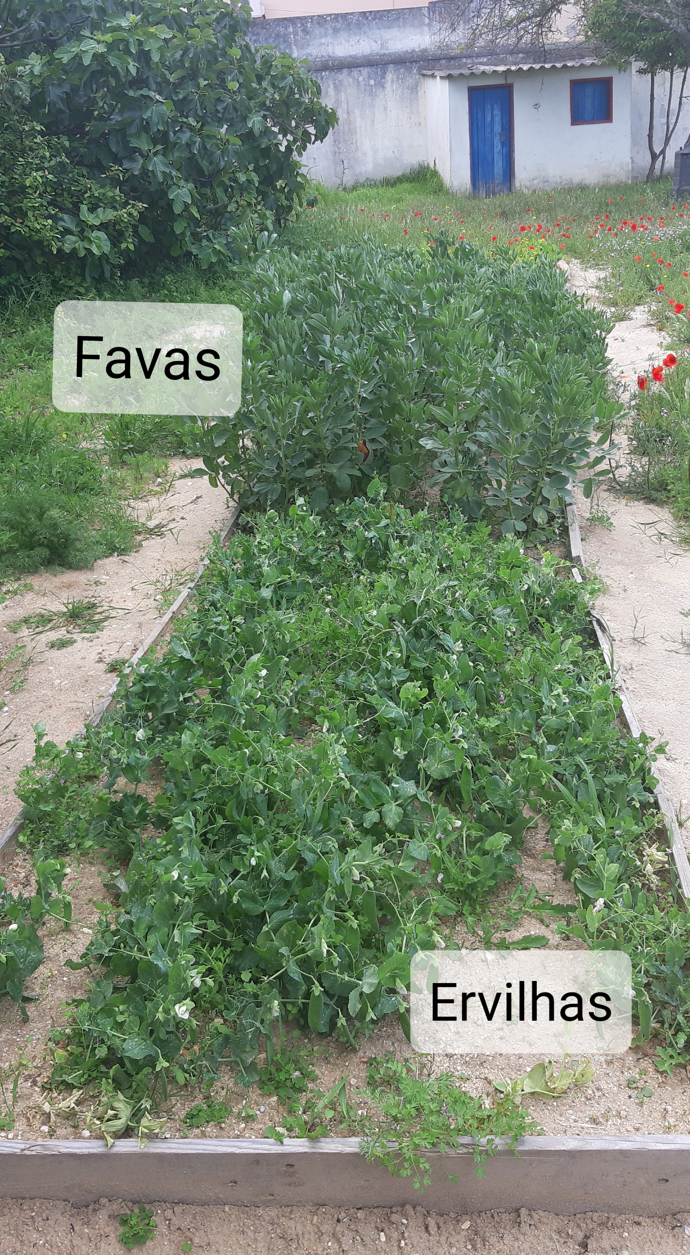 Muitas favas e ervilhas