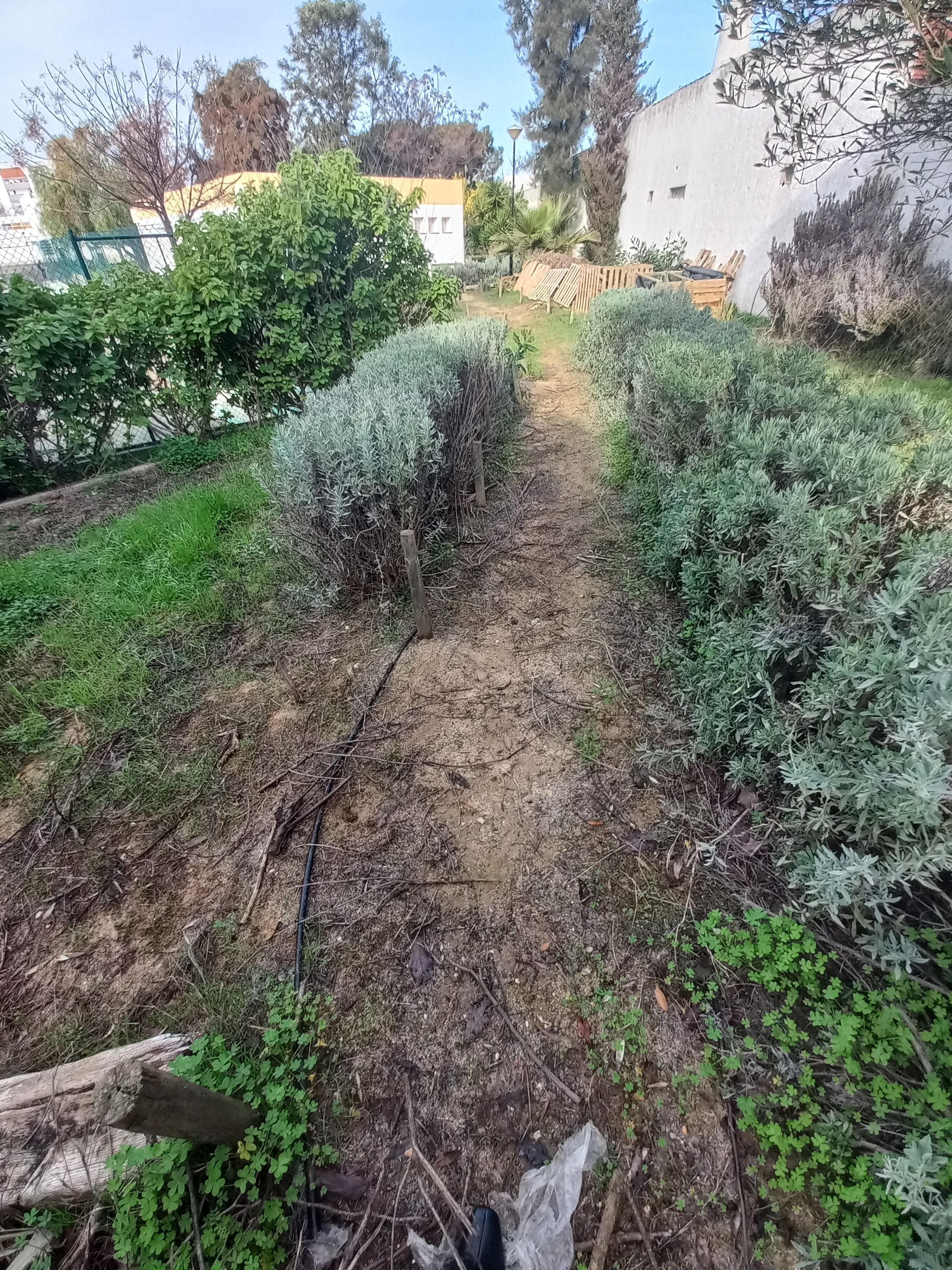 Plantas aromáticas