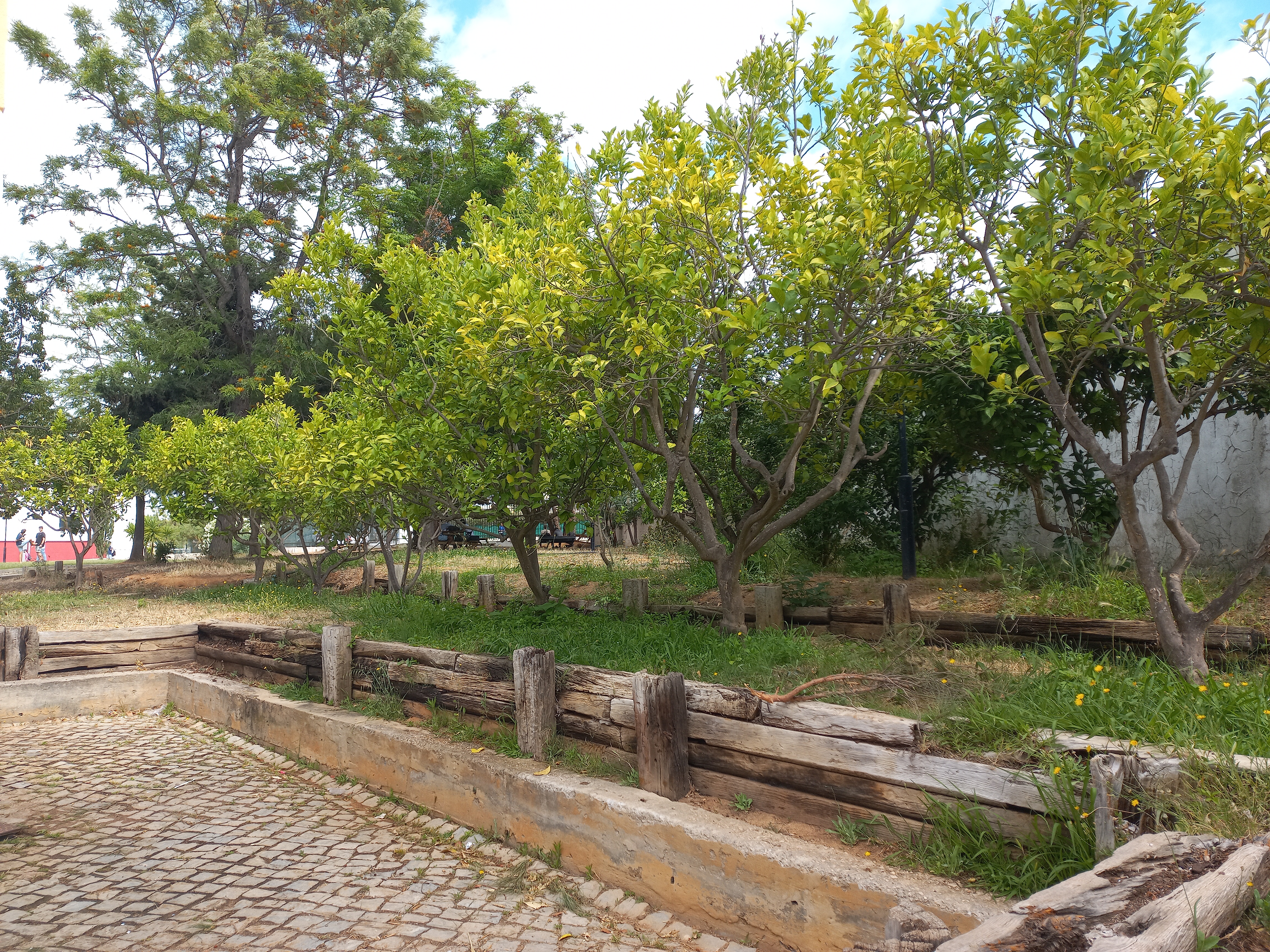 Árvores de Fruto