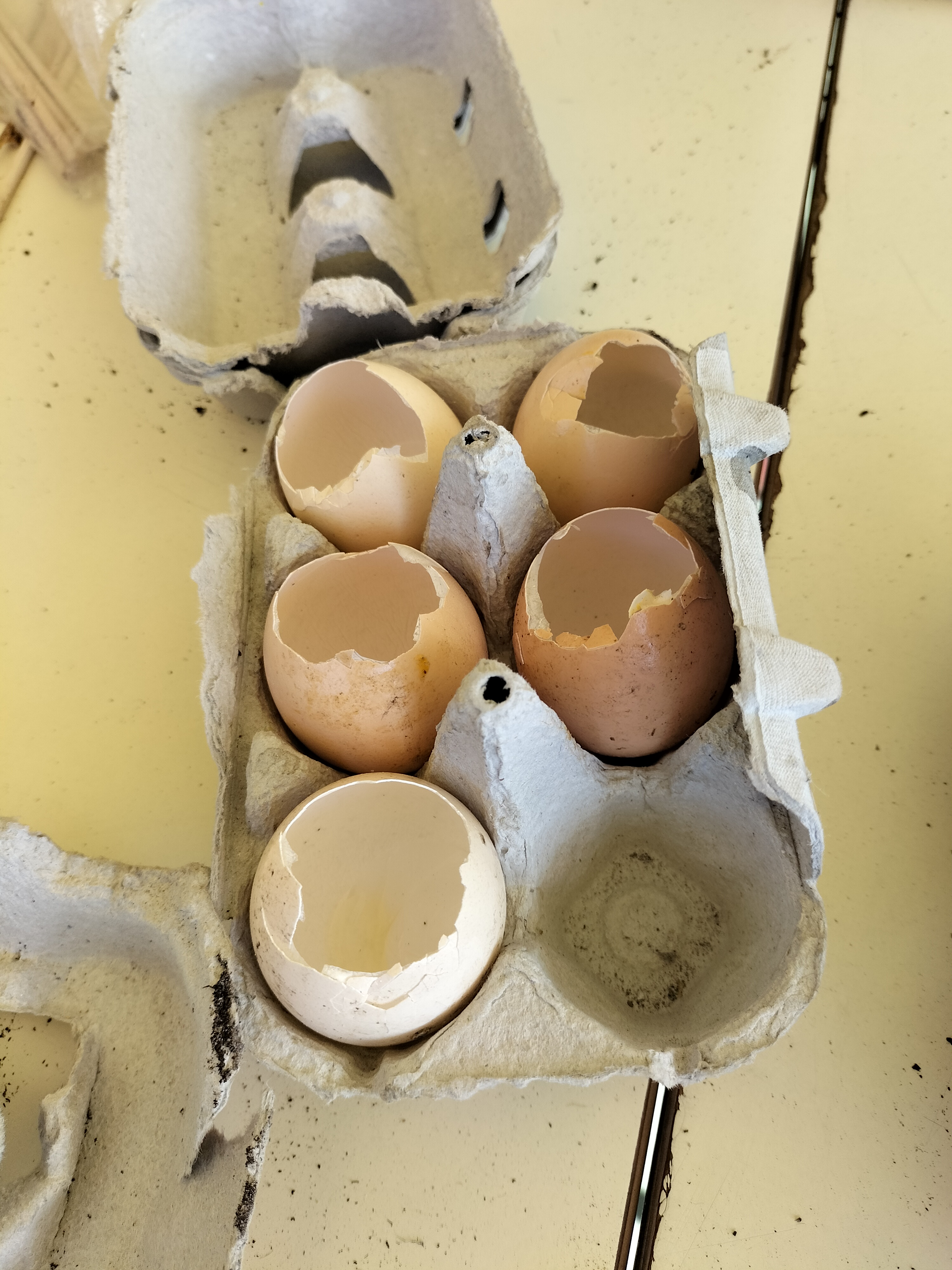Sementeira de primavera em que os alunos ut lizaram recipientes biodegradáveis.