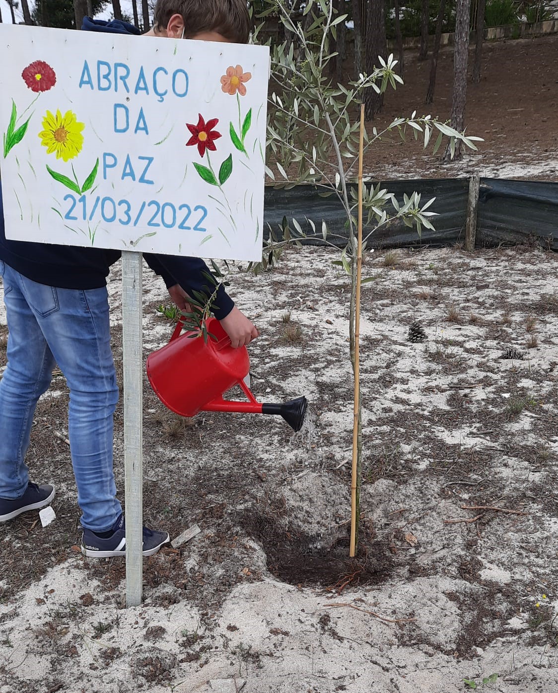 A cuidar da oliveira!