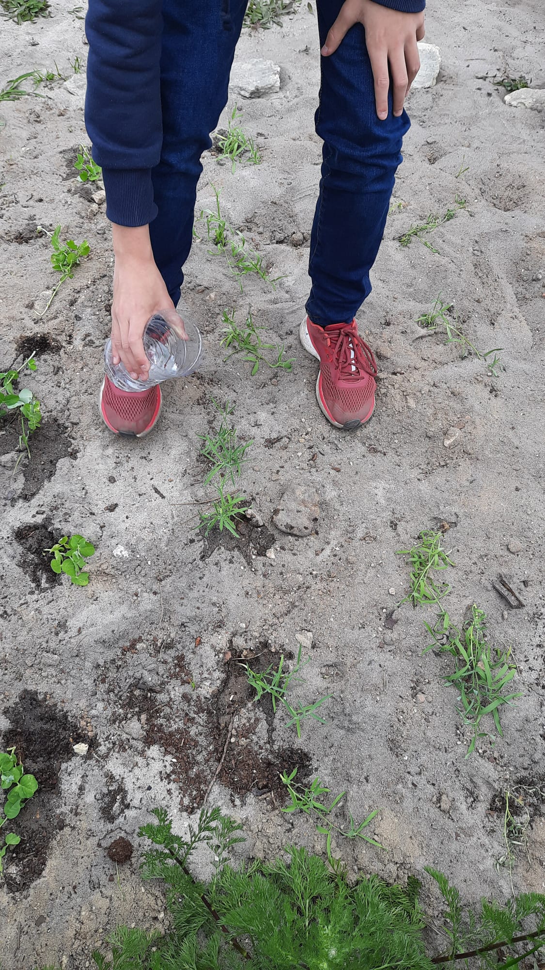 Transplante e rega de ervilhas e chícharos
