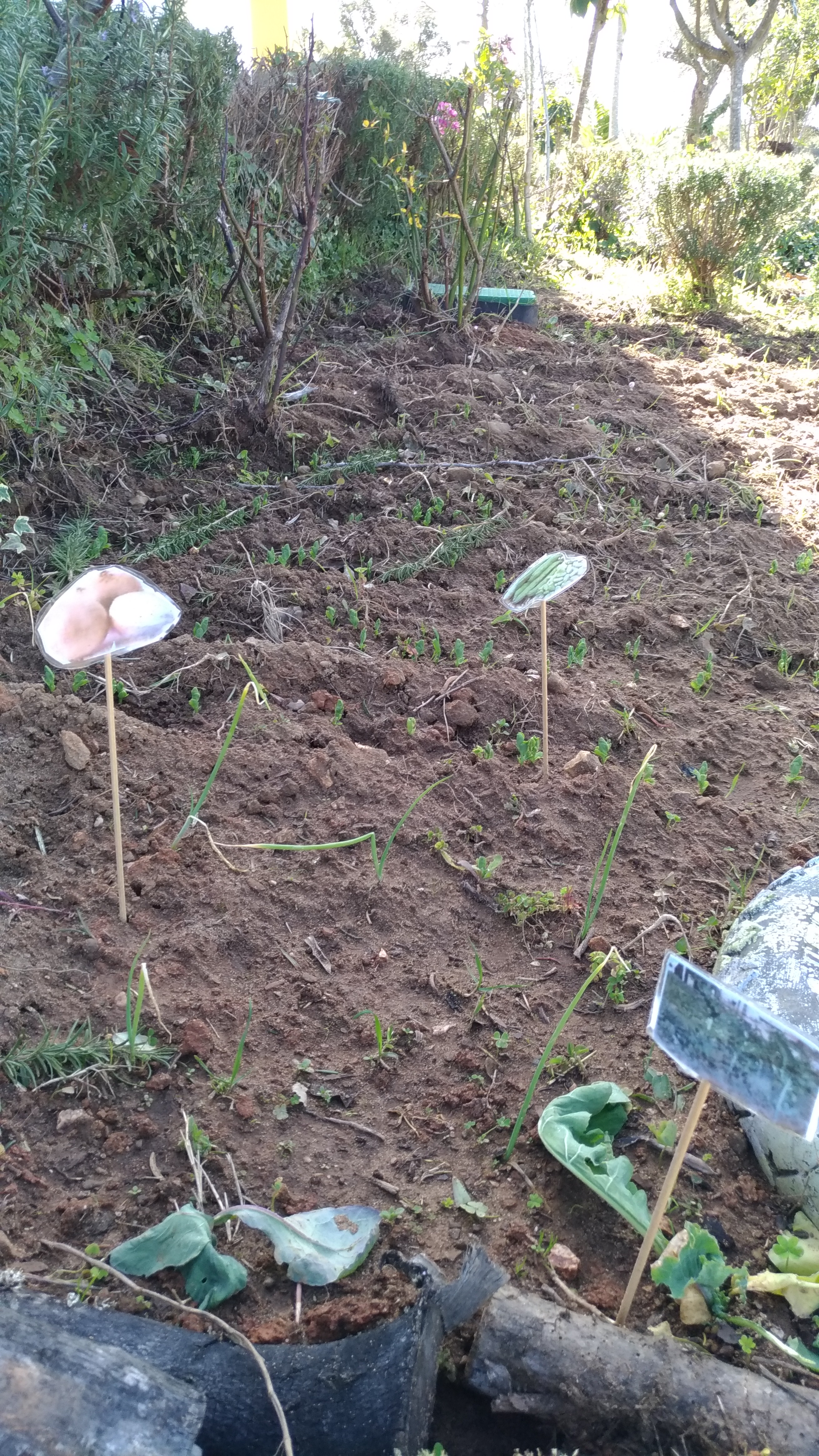 Evolução horta. inicio de fev 22