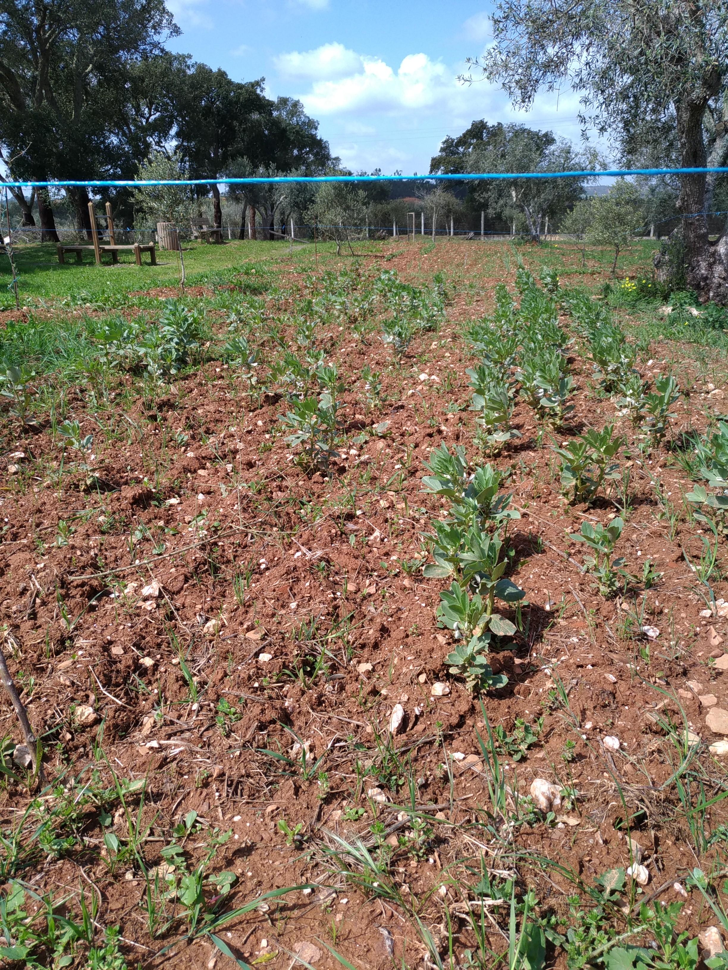 Horta dos alunos do 1º ciclo. Desenvolvimento das favas.