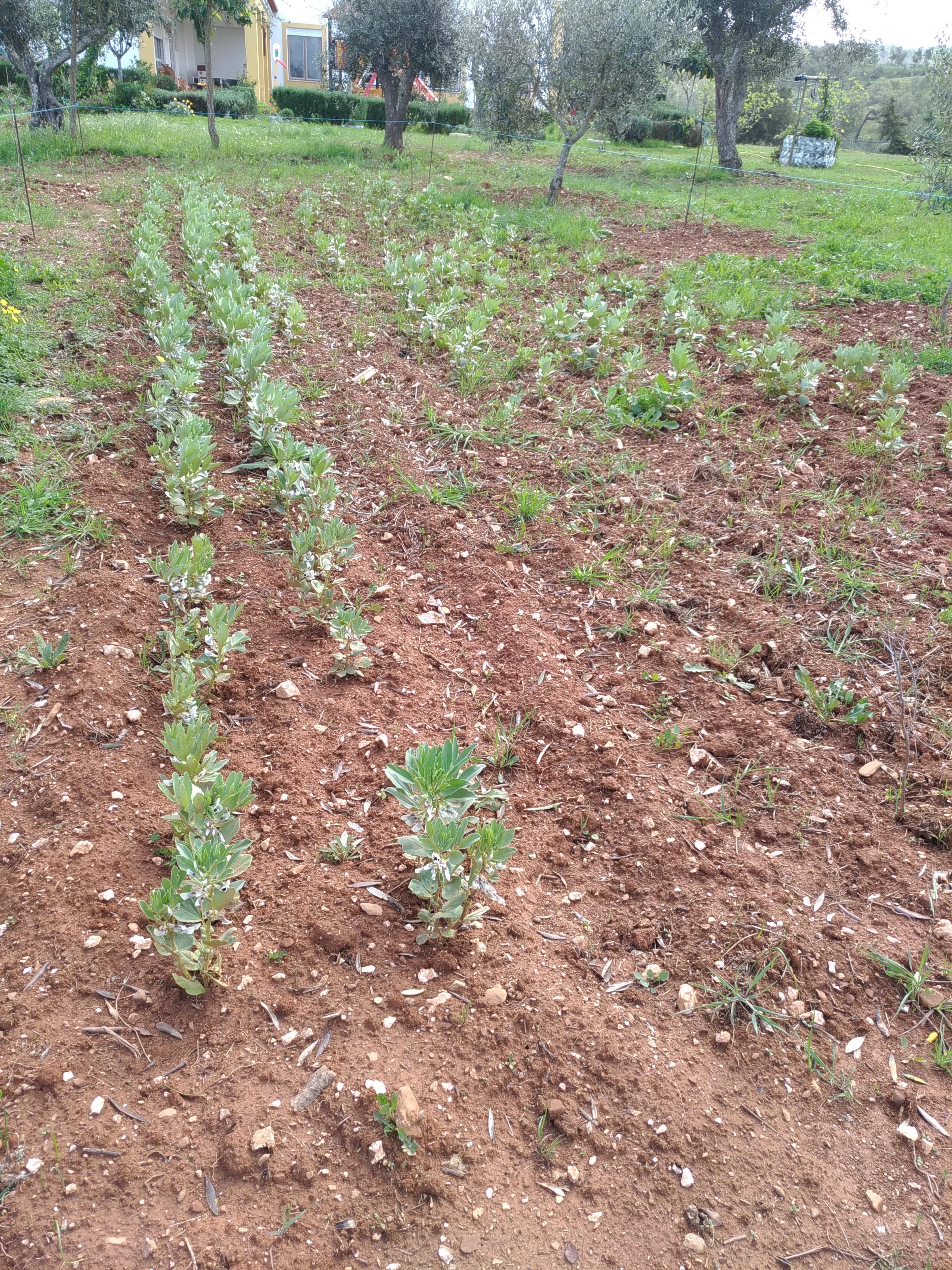Horta dos alunos do 1º ciclo. Aspeto e organização do plantio das favas.