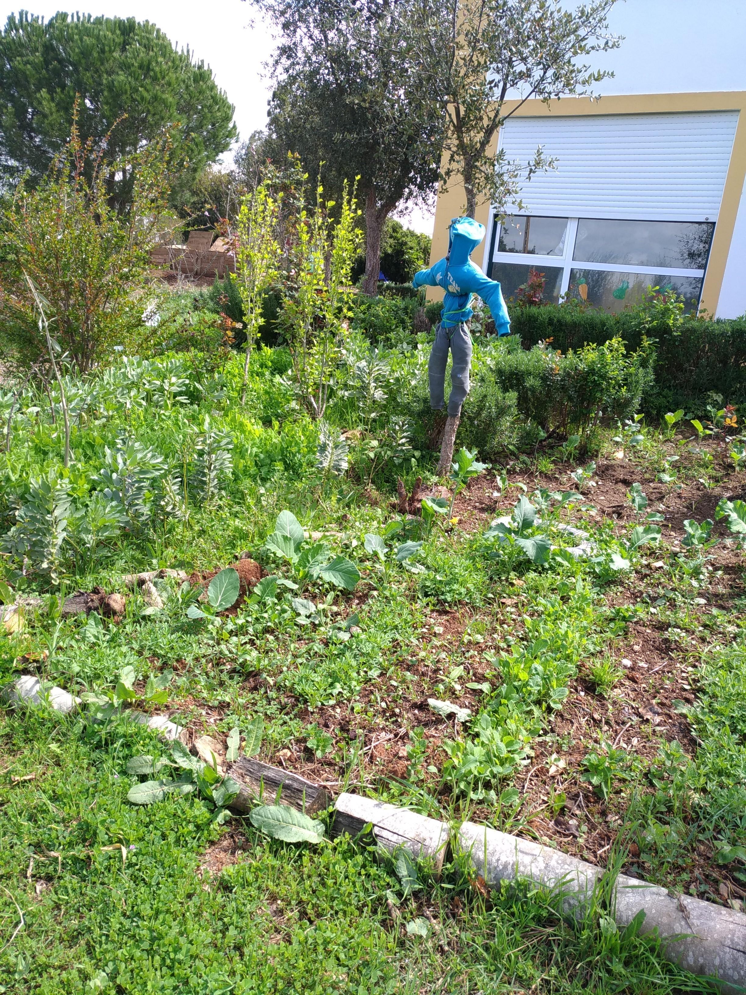 Horta dos alunos do pre escolar. Diversidade de plantas em crescimento: couves, favas, ervilhas, nabiça,... tudo cuidado pelo amigo espantalho.