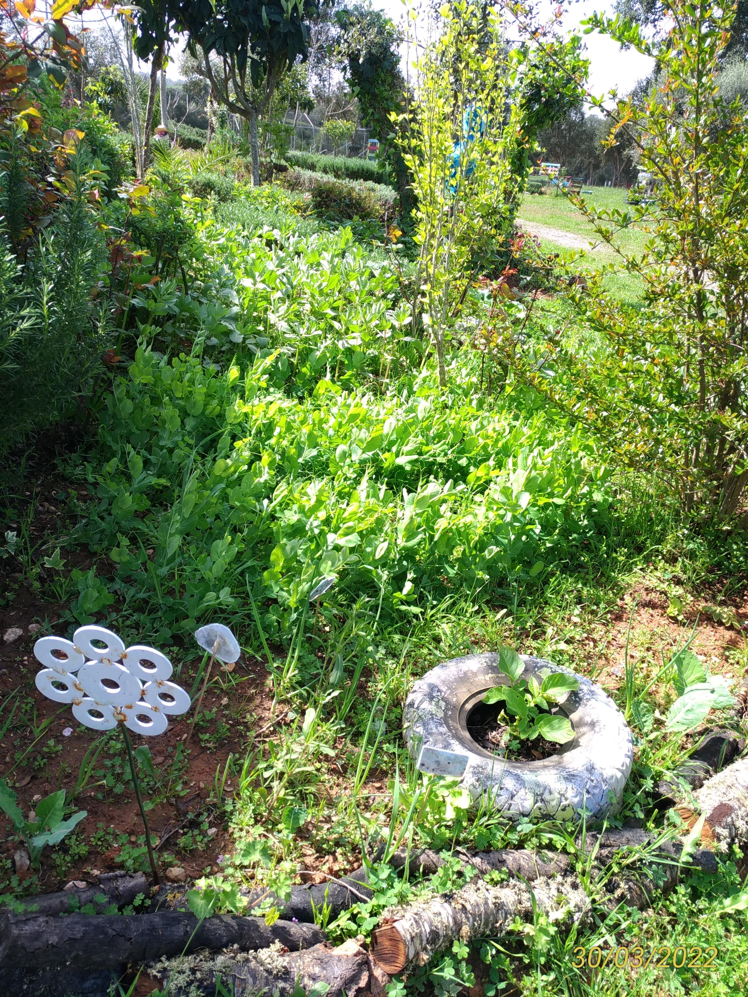 Estado de crescimento das plantas da horta do pre escolar. Tudo em pleno desenvolvimento.