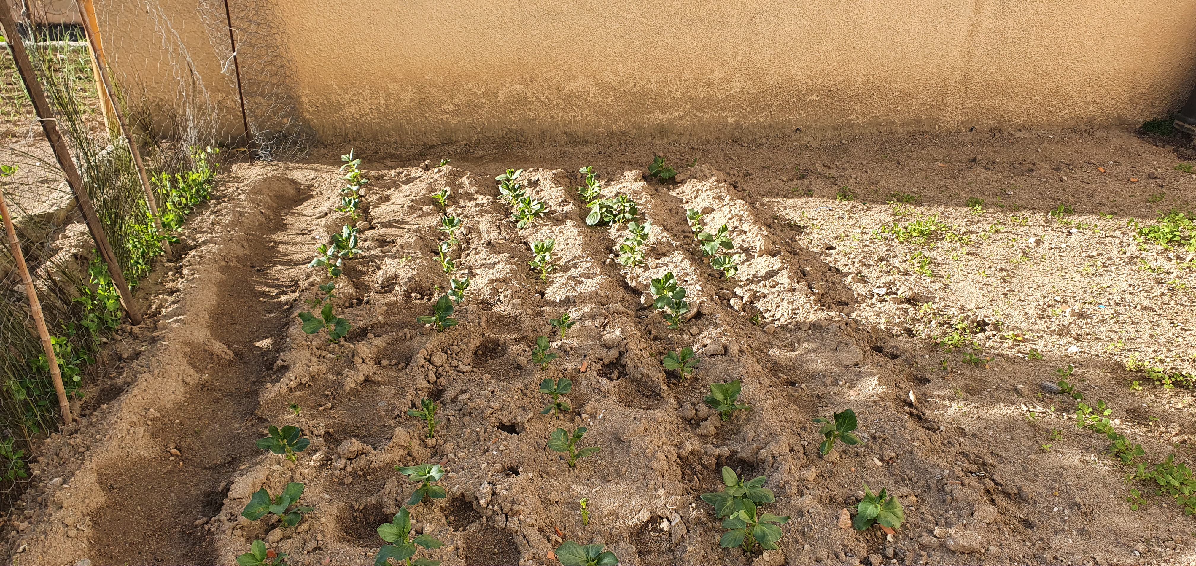 O início da plantação das nossas favas.