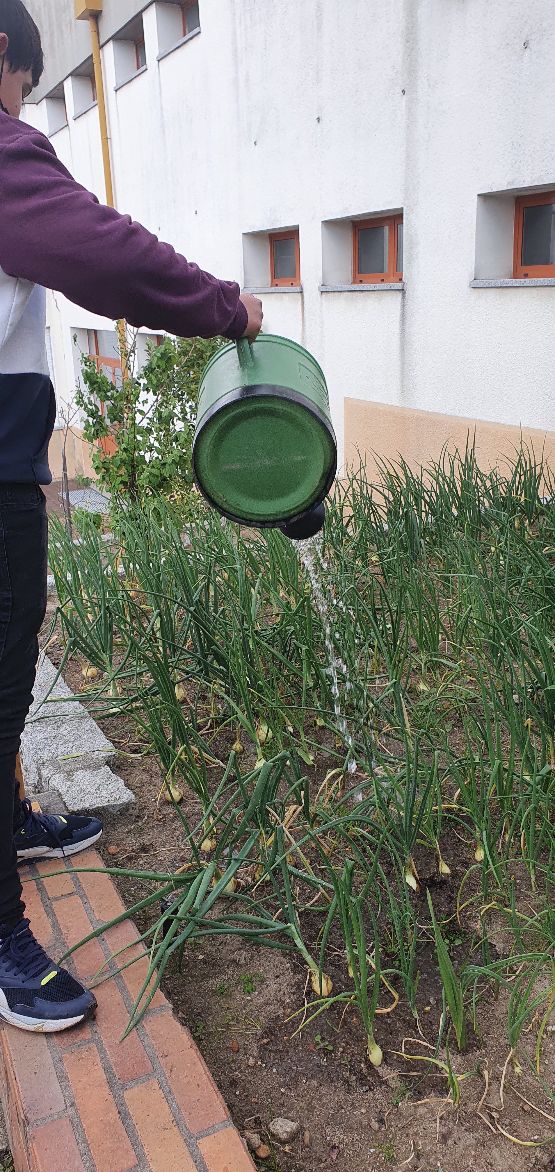 A rega do cebolo mais crescido.