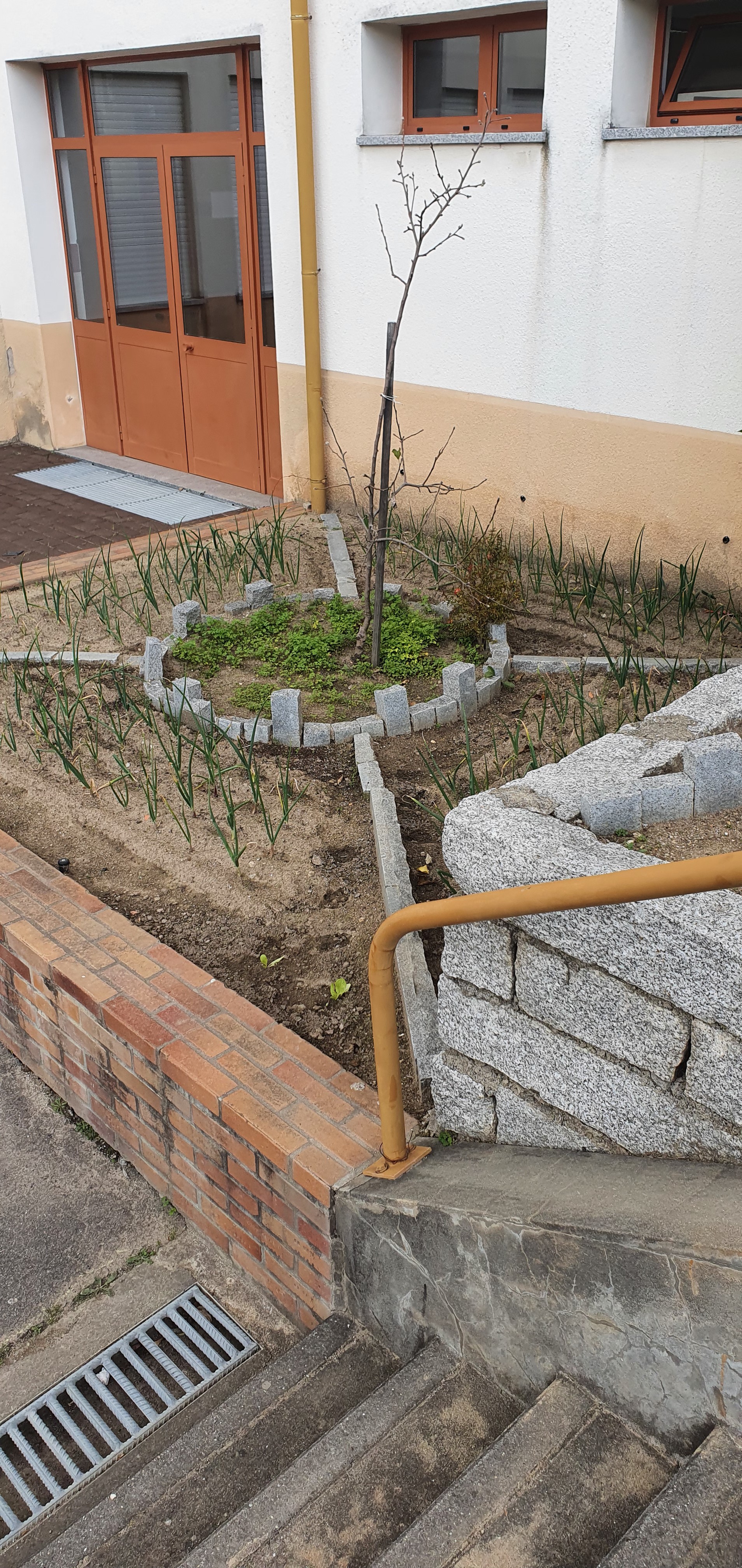 O cebolo da nossa horta!