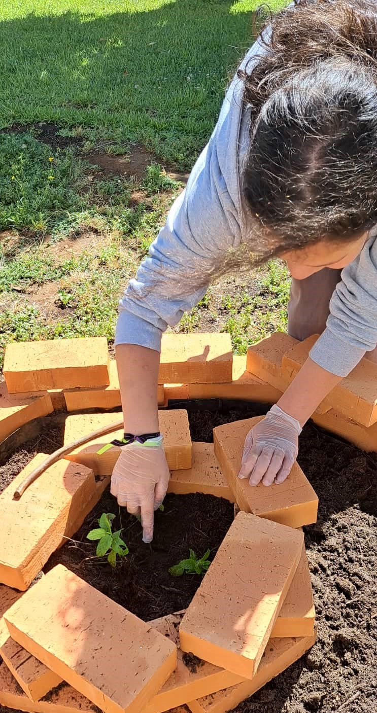 Plantação hortelã