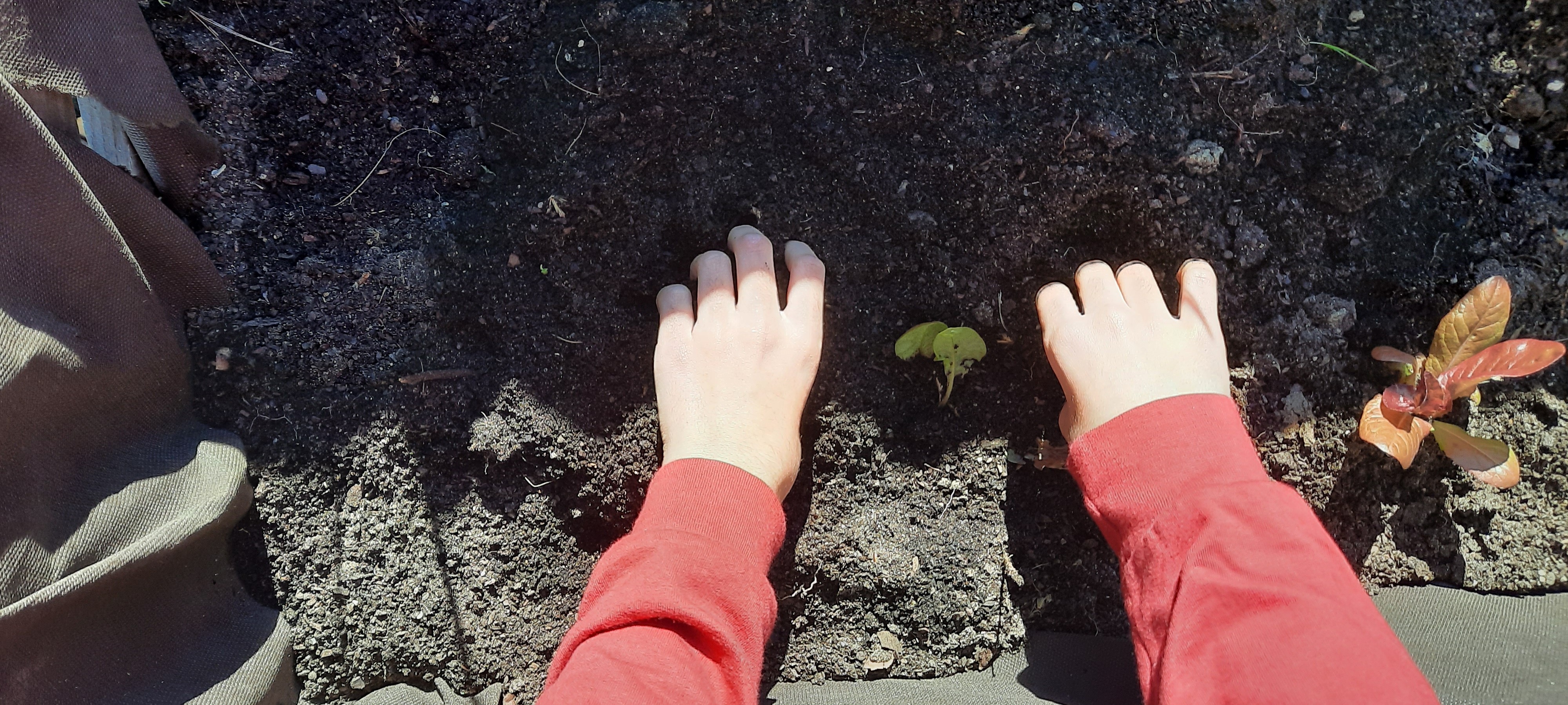Plantação.