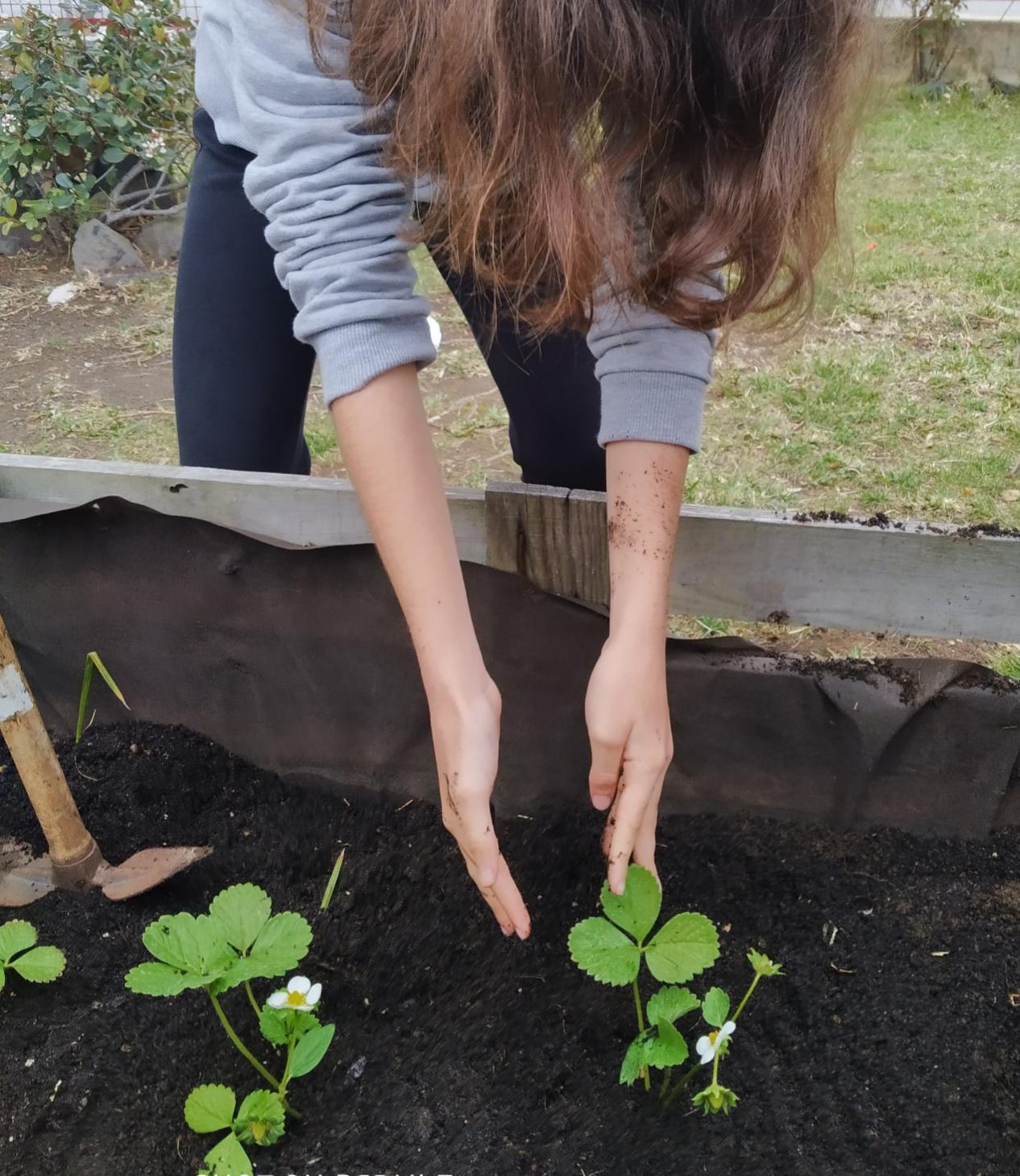 Plantação de morangos