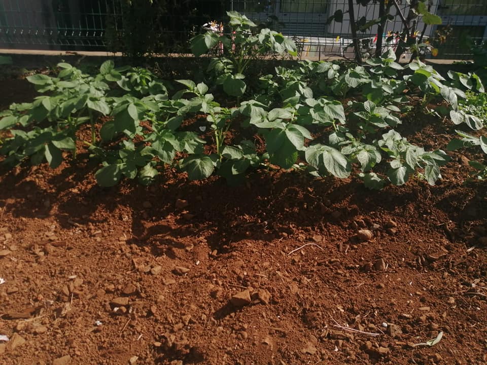 Rama de batata