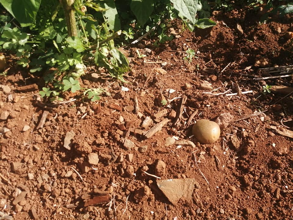 Colheita de batatas