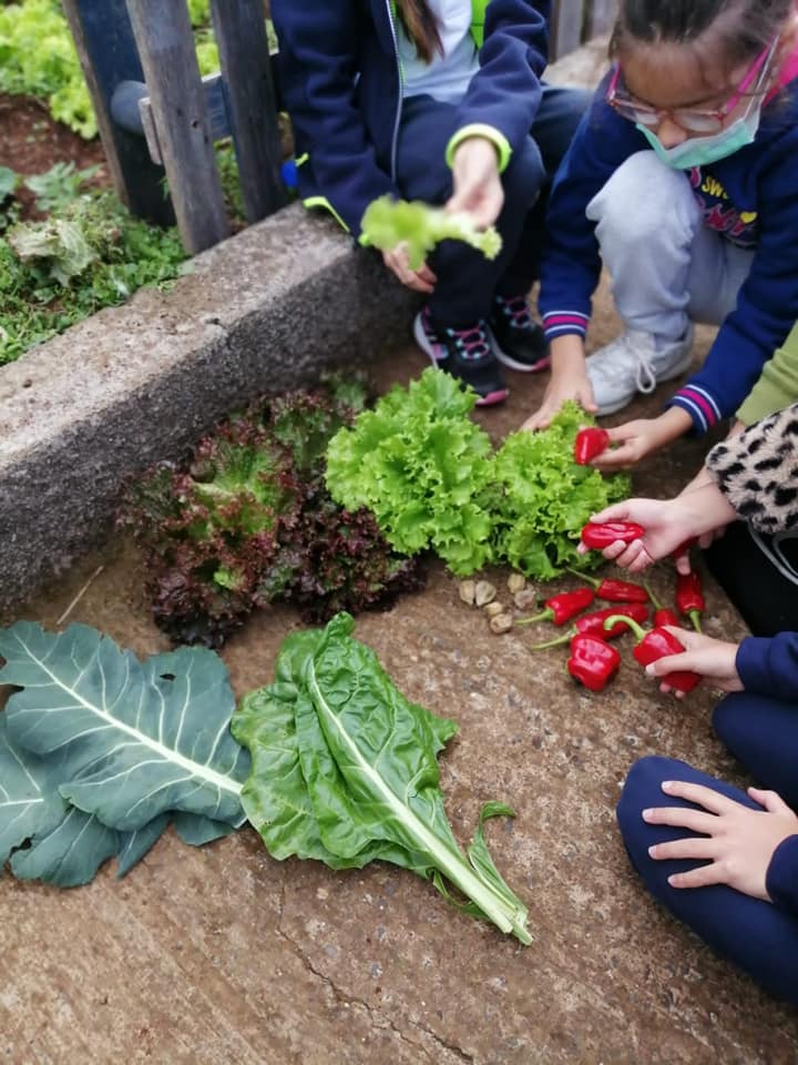 Alunos a fazer a colheita de pimentos, alface e couve