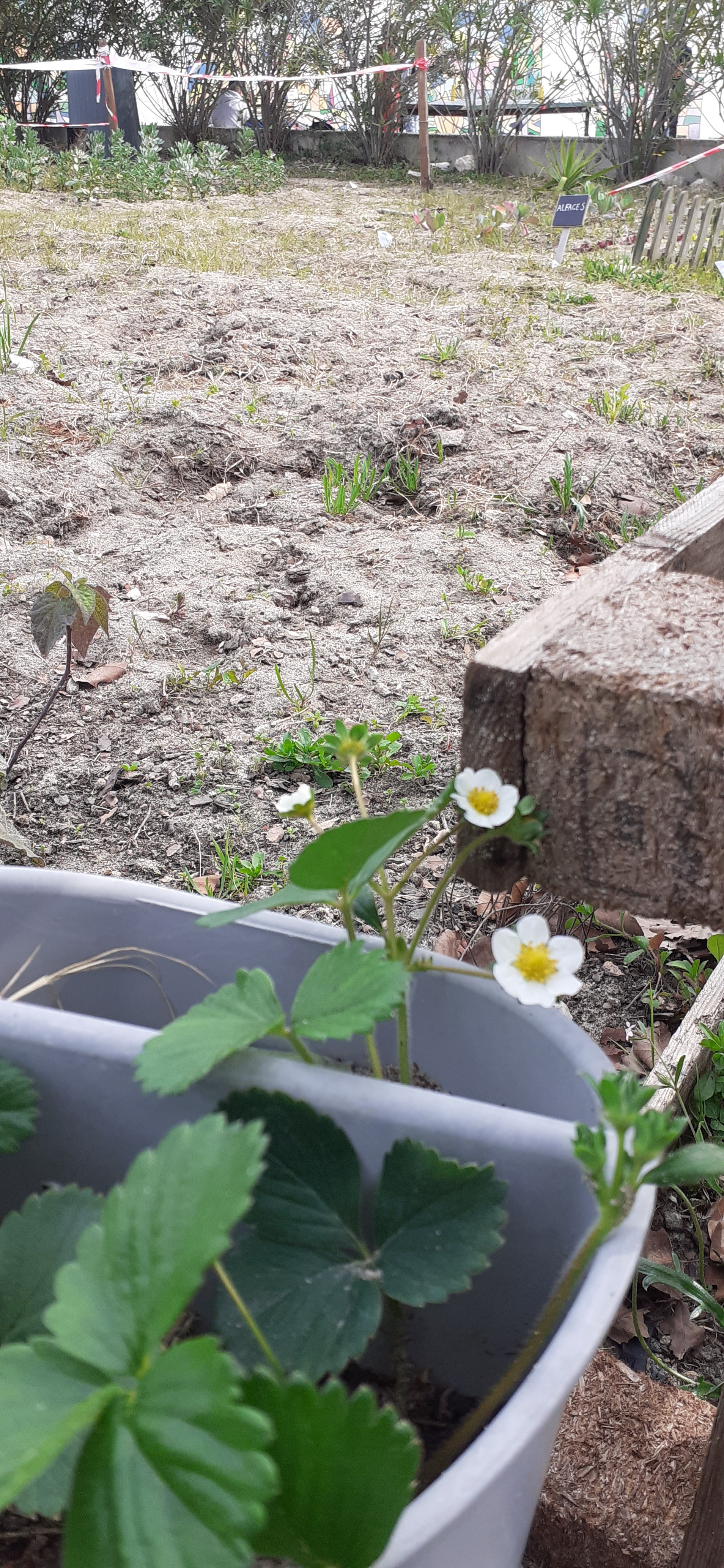 Flor do morangueiro